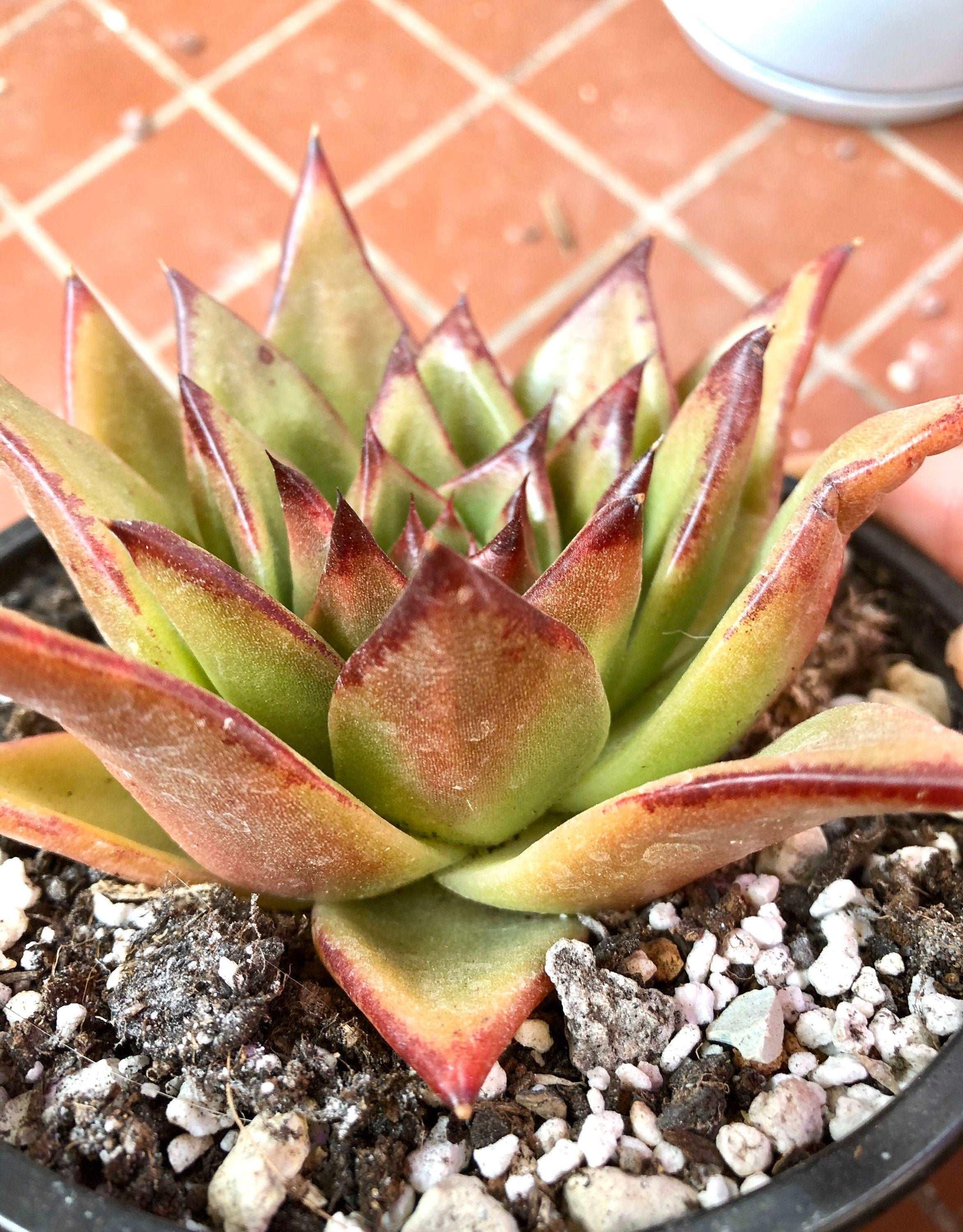 Echeveria Agavoides 'Red Edge' - Image 4