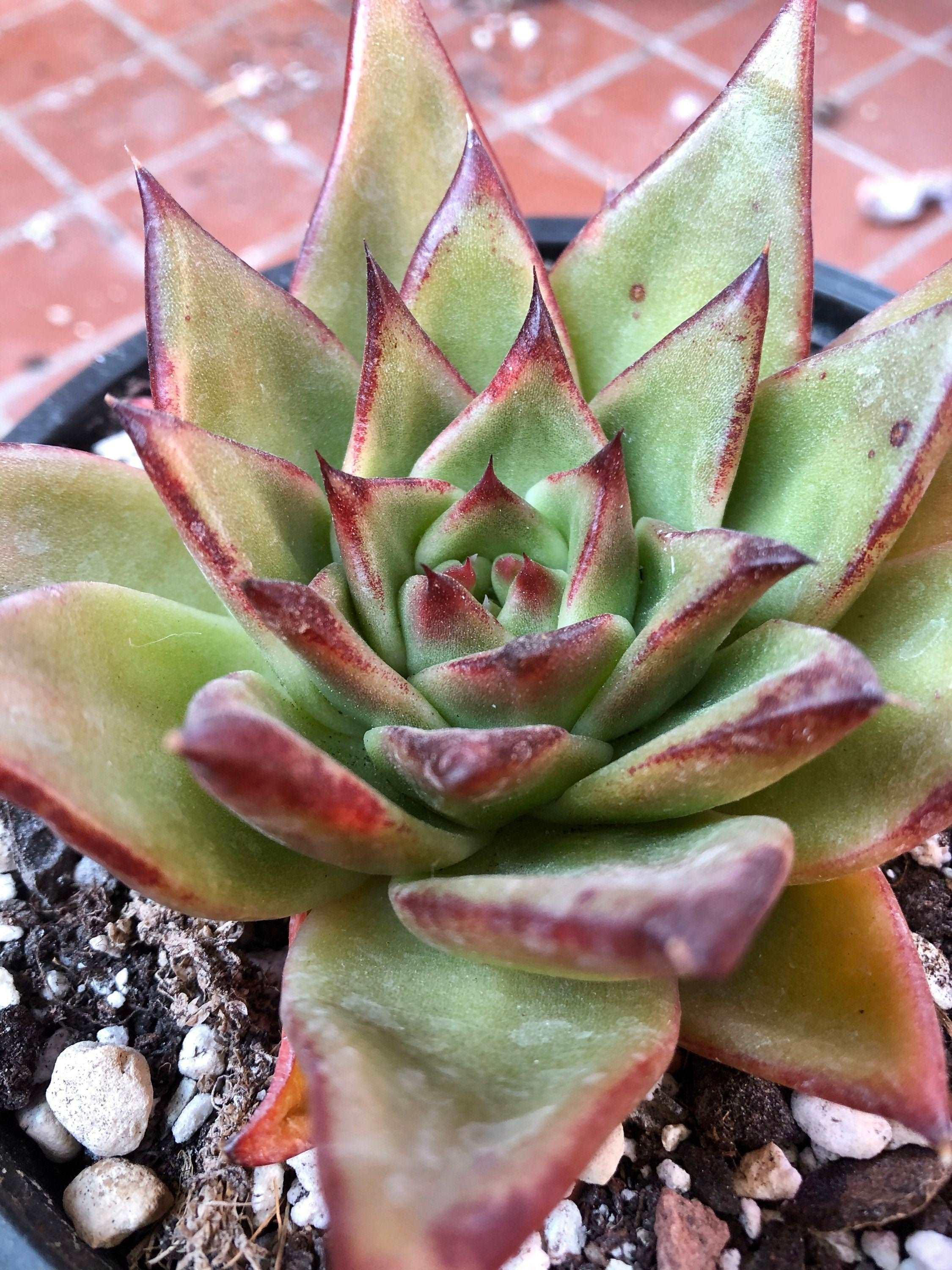 Echeveria Agavoides 'Red Edge' - Image 5