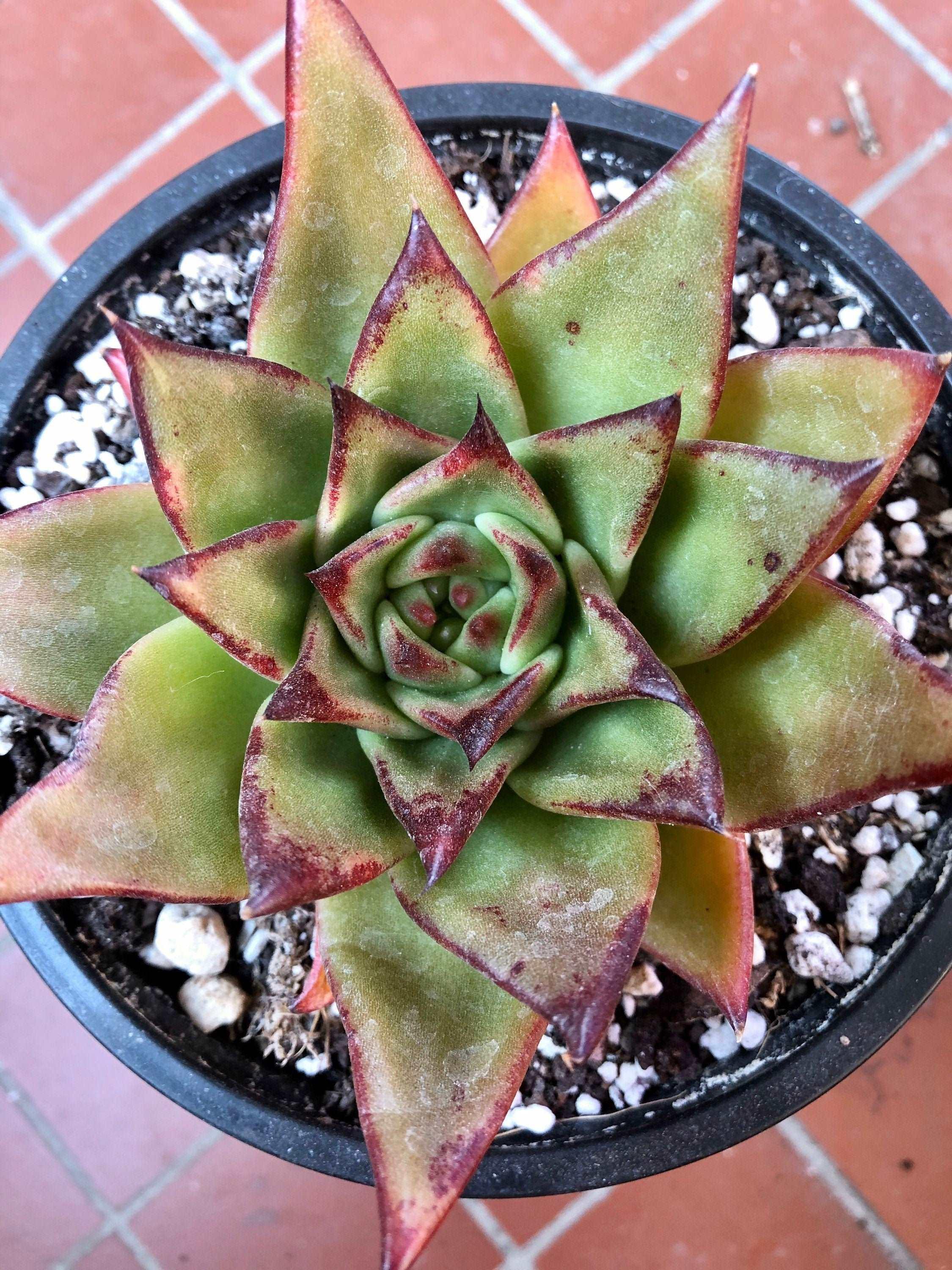 Echeveria Agavoides 'Red Edge' - Image 6