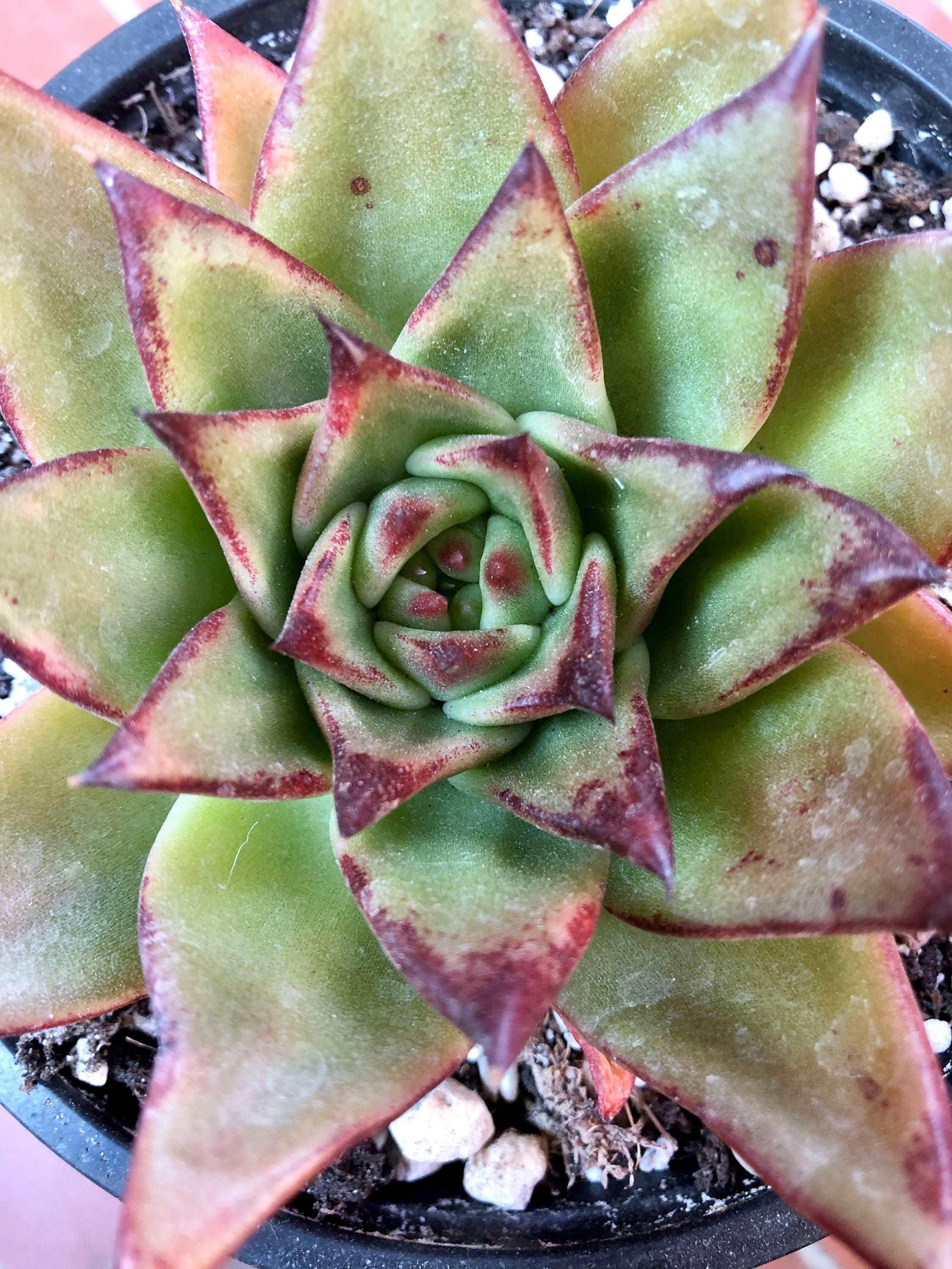 Echeveria Agavoides 'Red Edge' - Image 7