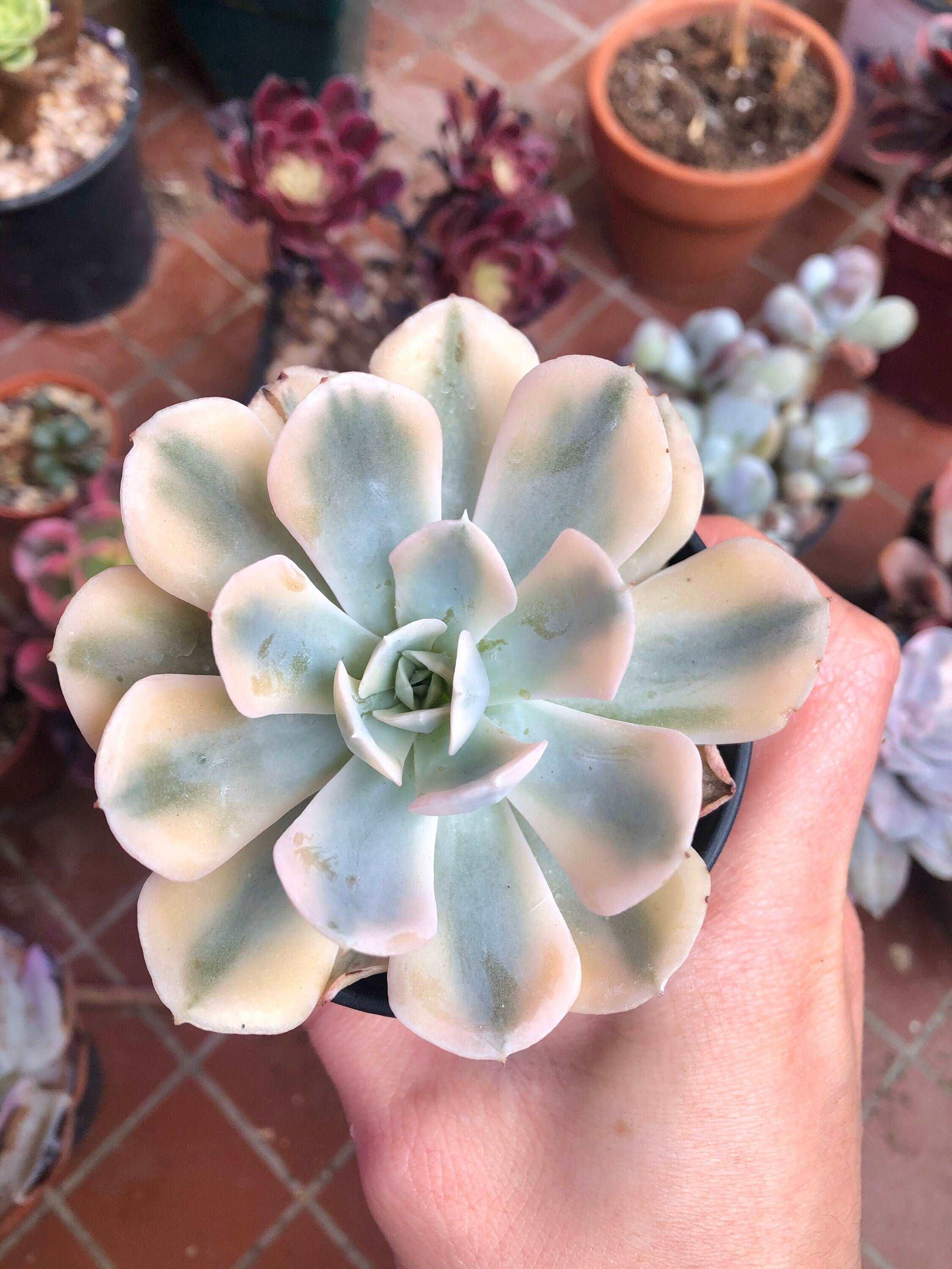 Echeveria Akaihosi Variegata - Image 3