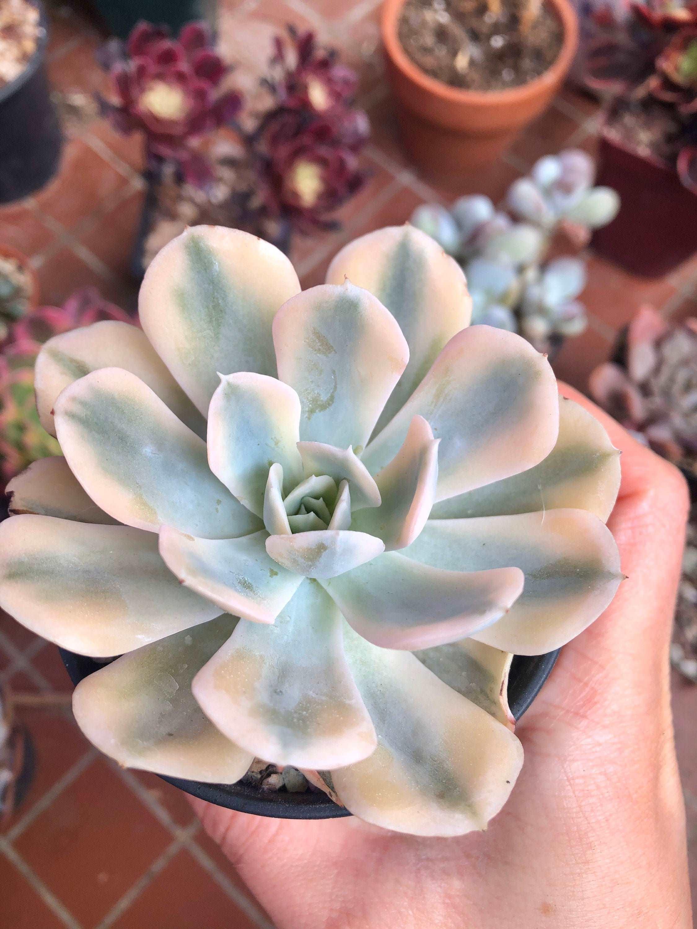 Echeveria Akaihosi Variegata - Image 4