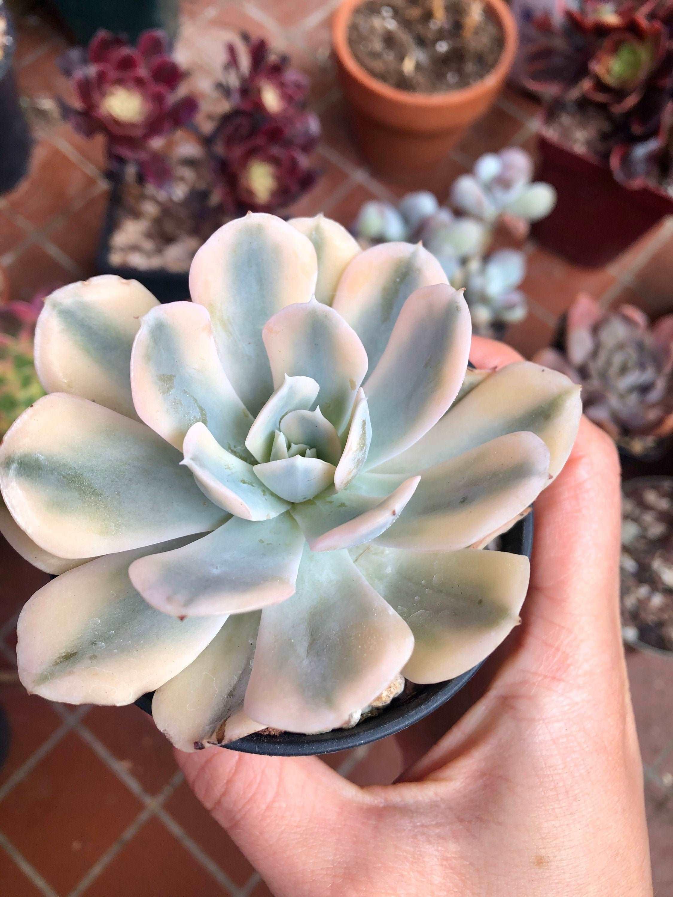 Echeveria Akaihosi Variegata - Image 5