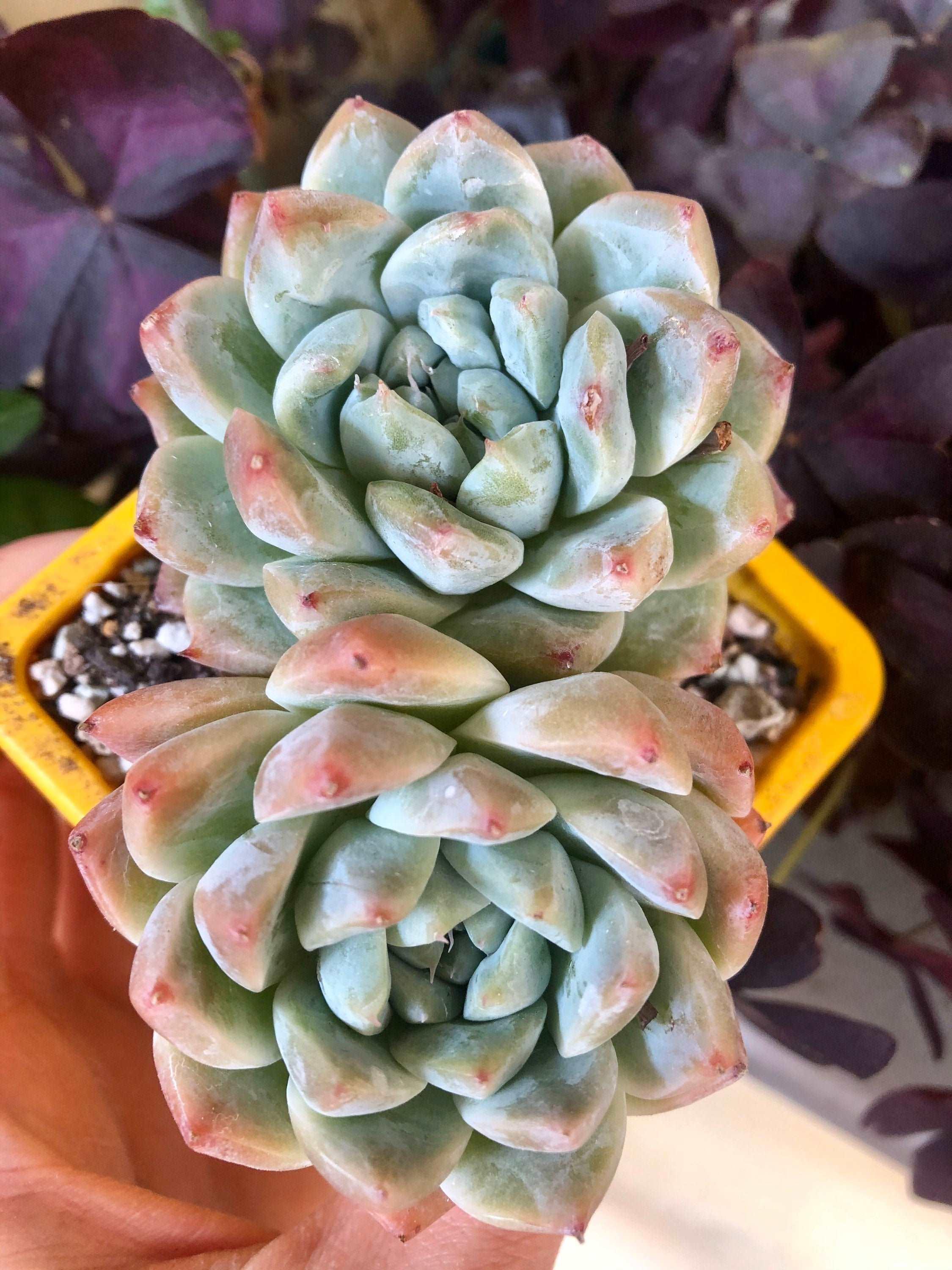 Echeveria Alba Beauty - Image 2