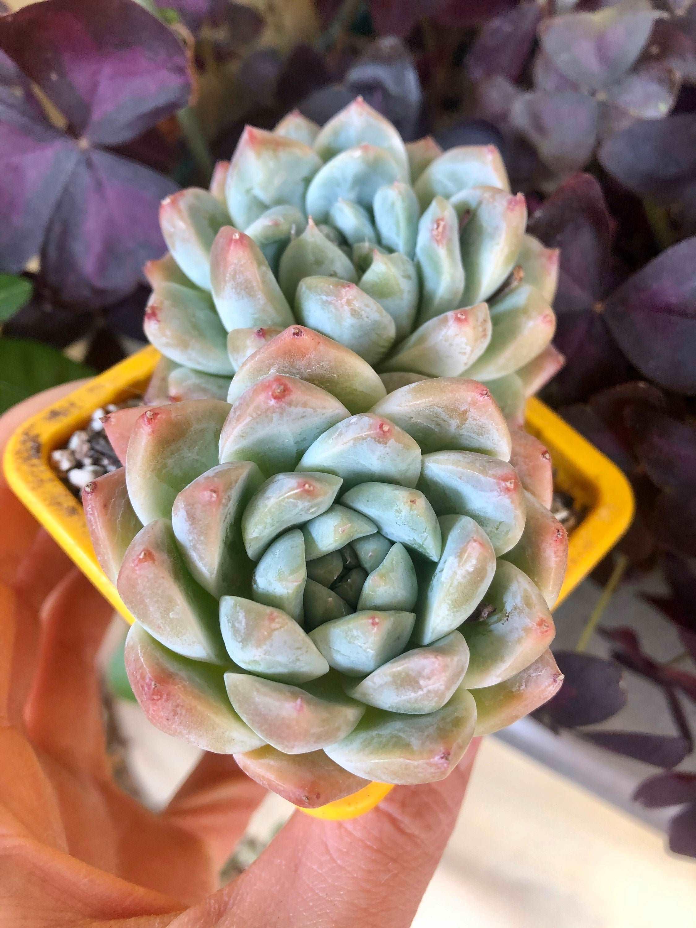 Echeveria Alba Beauty - Image 3