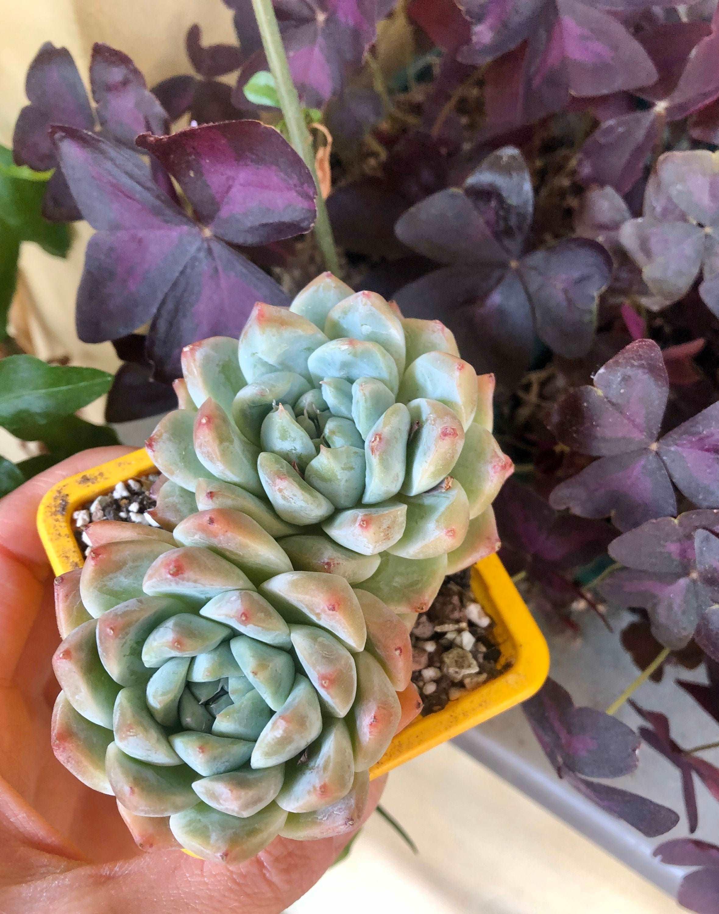 Echeveria Alba Beauty - Image 4