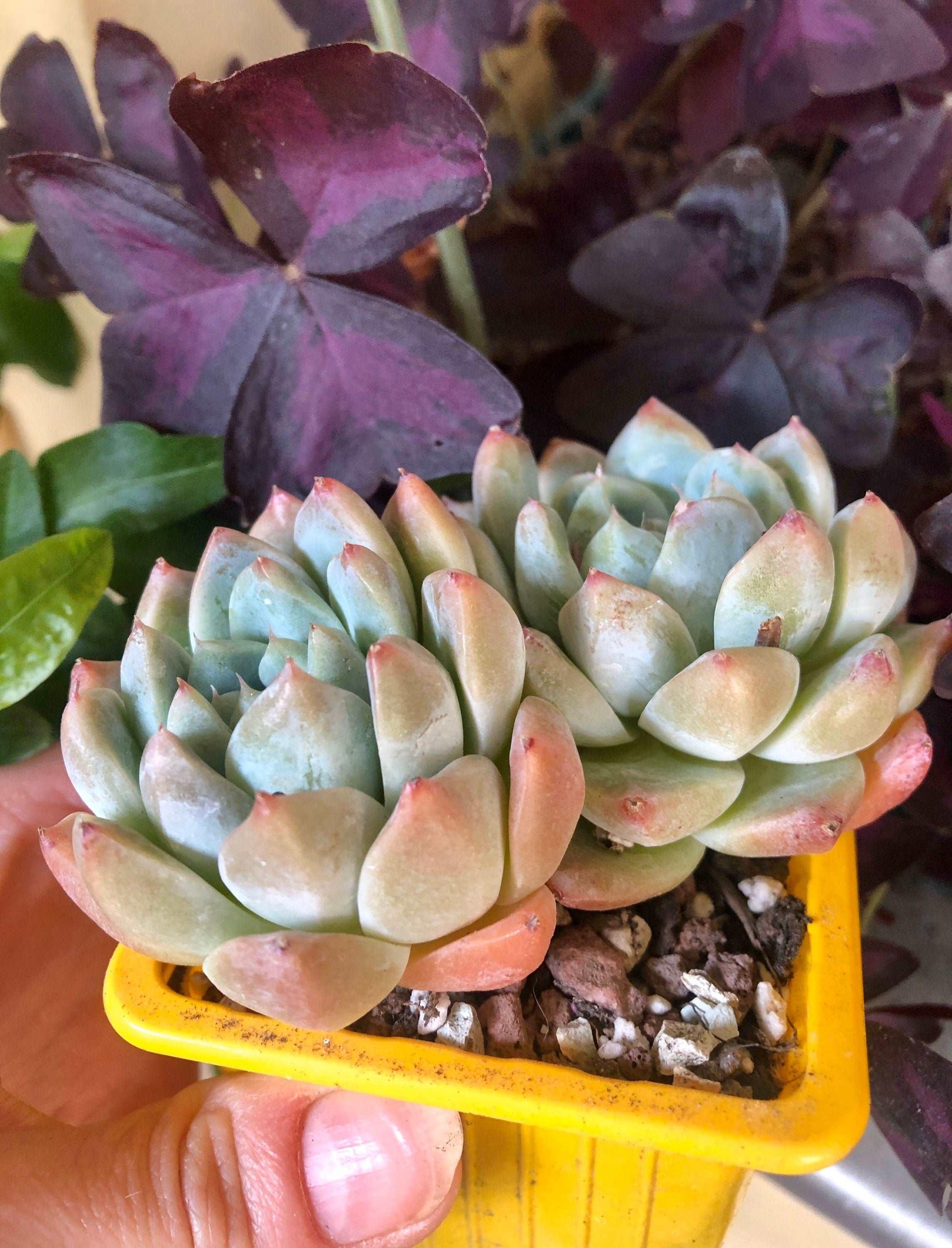 Echeveria Alba Beauty - Image 5