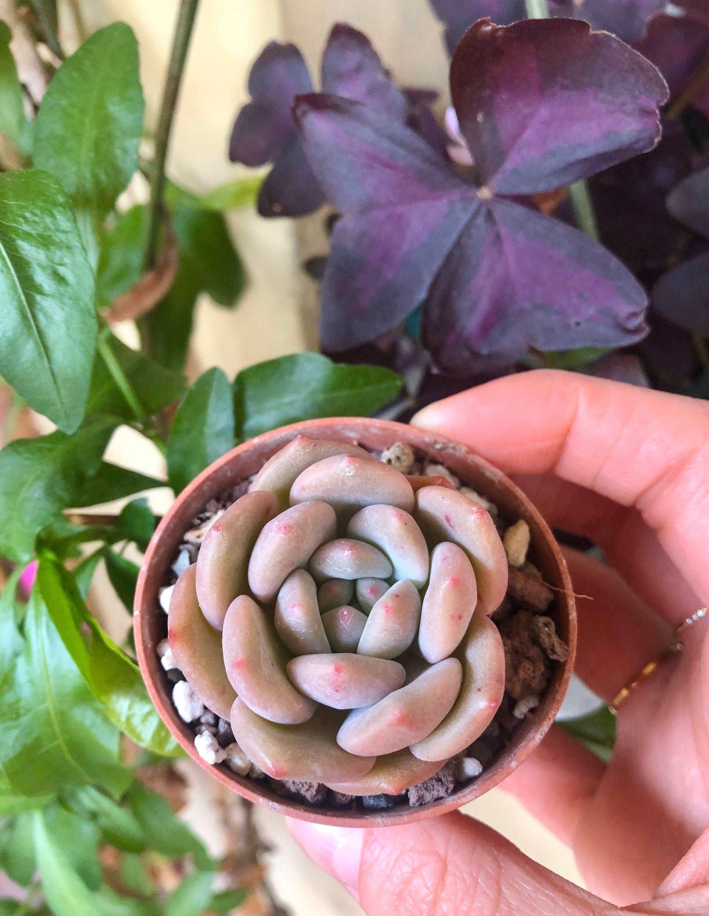 Echeveria Ariel - Image 2