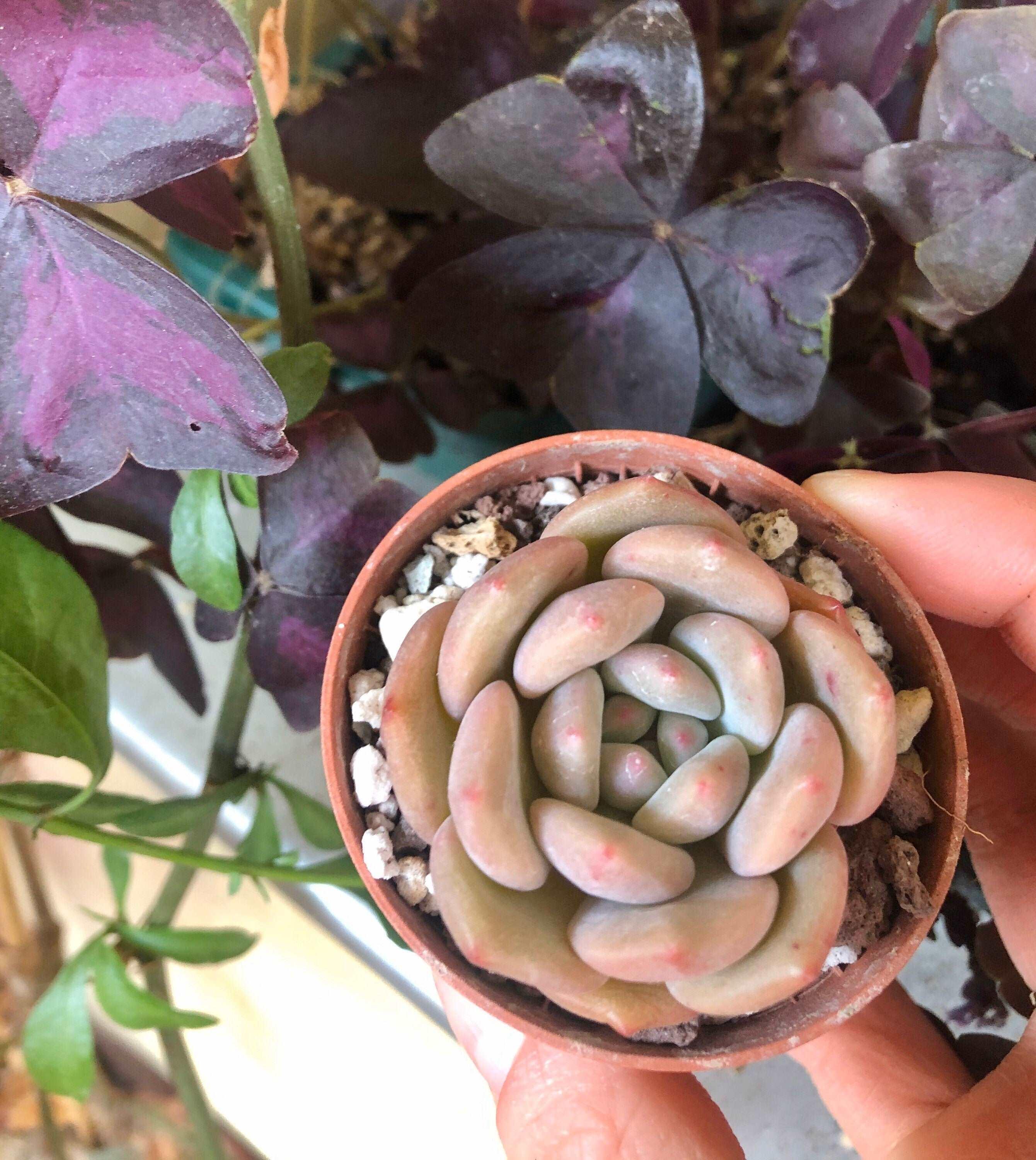 Echeveria Ariel - Image 3