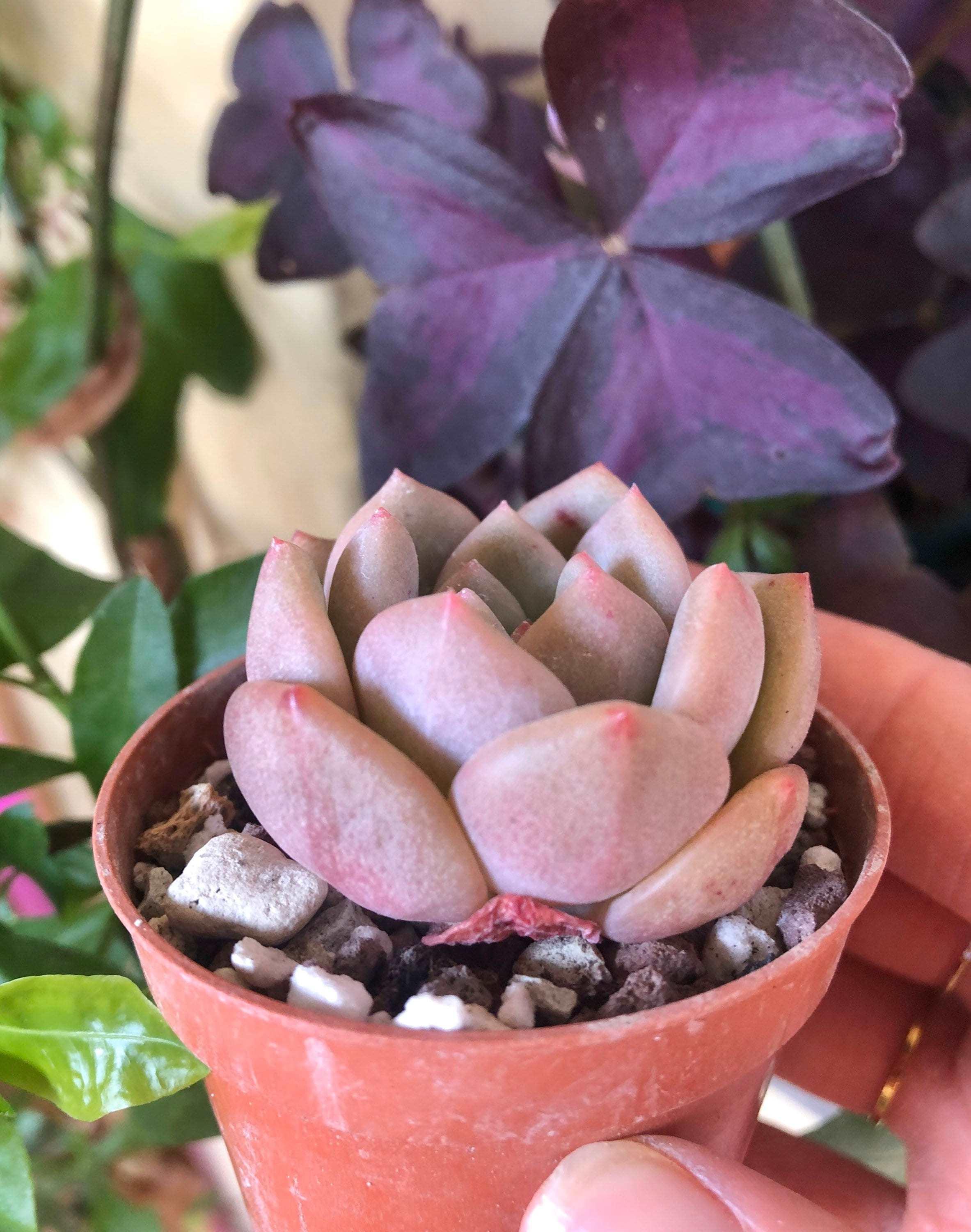 Echeveria Ariel - Image 4
