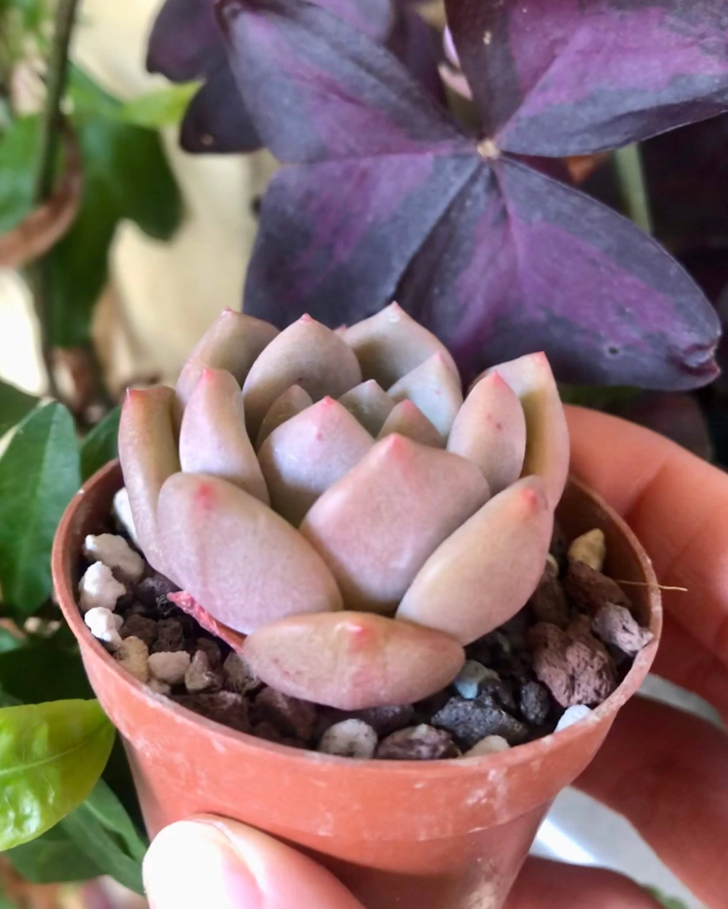 Echeveria Ariel - Image 5