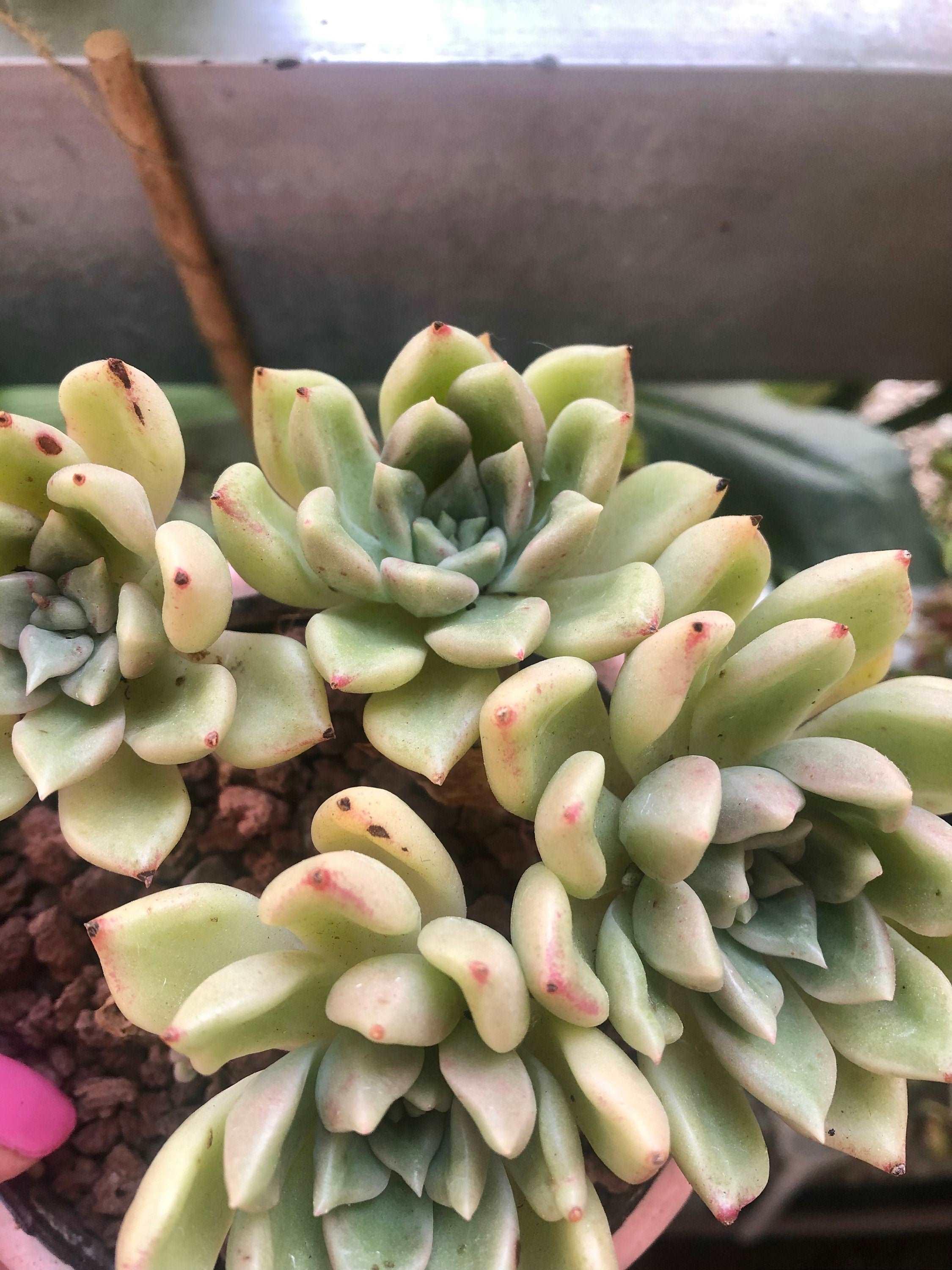 Echeveria Arje - Image 2