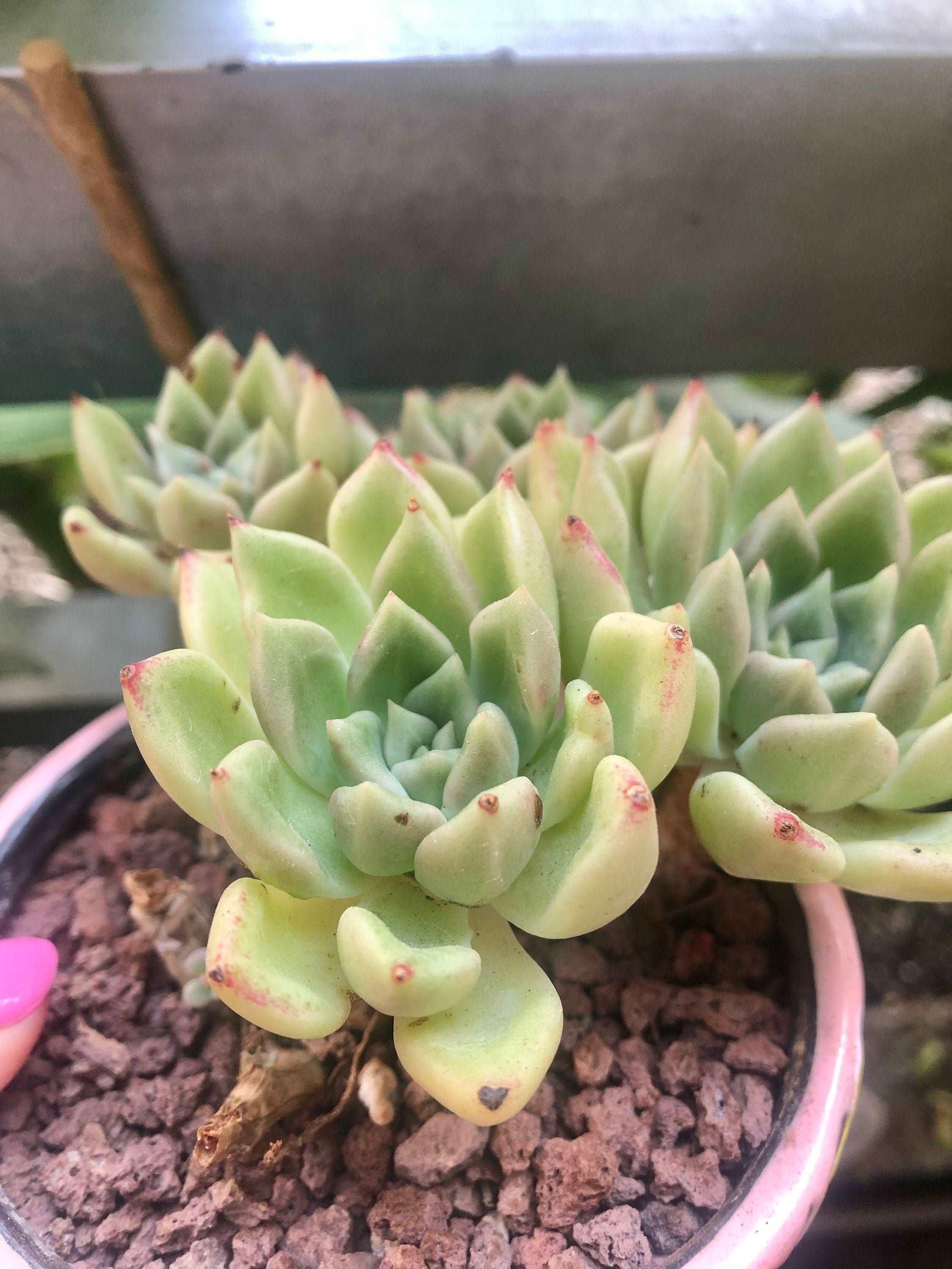 Echeveria Arje - Image 3