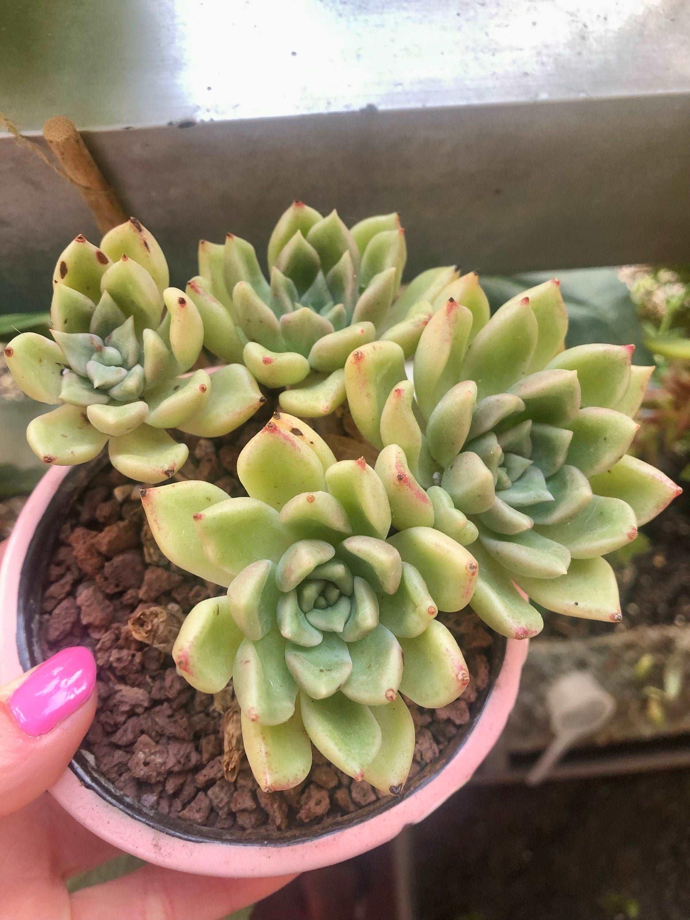 Echeveria Arje - Image 4