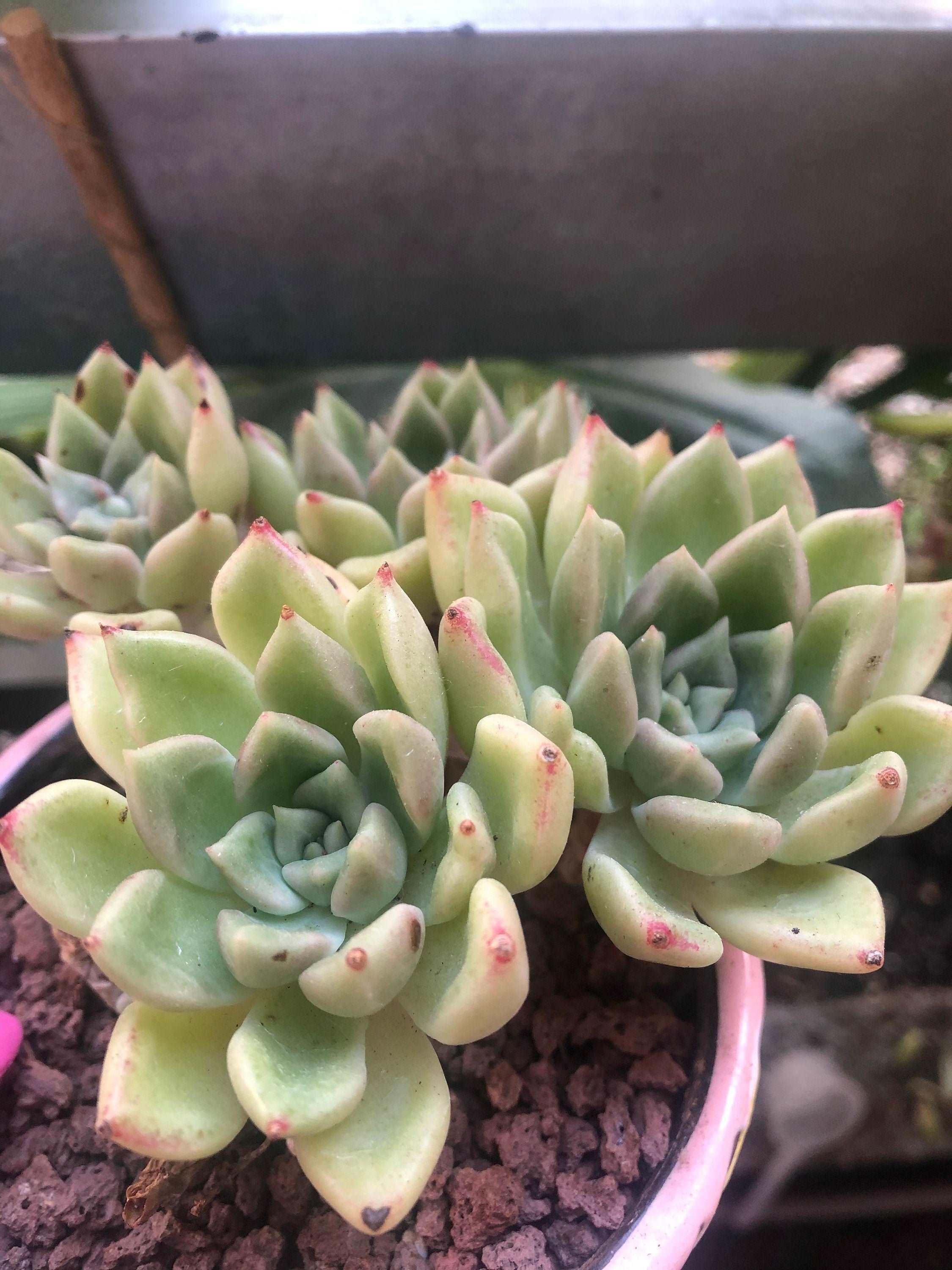 Echeveria Arje - Image 5