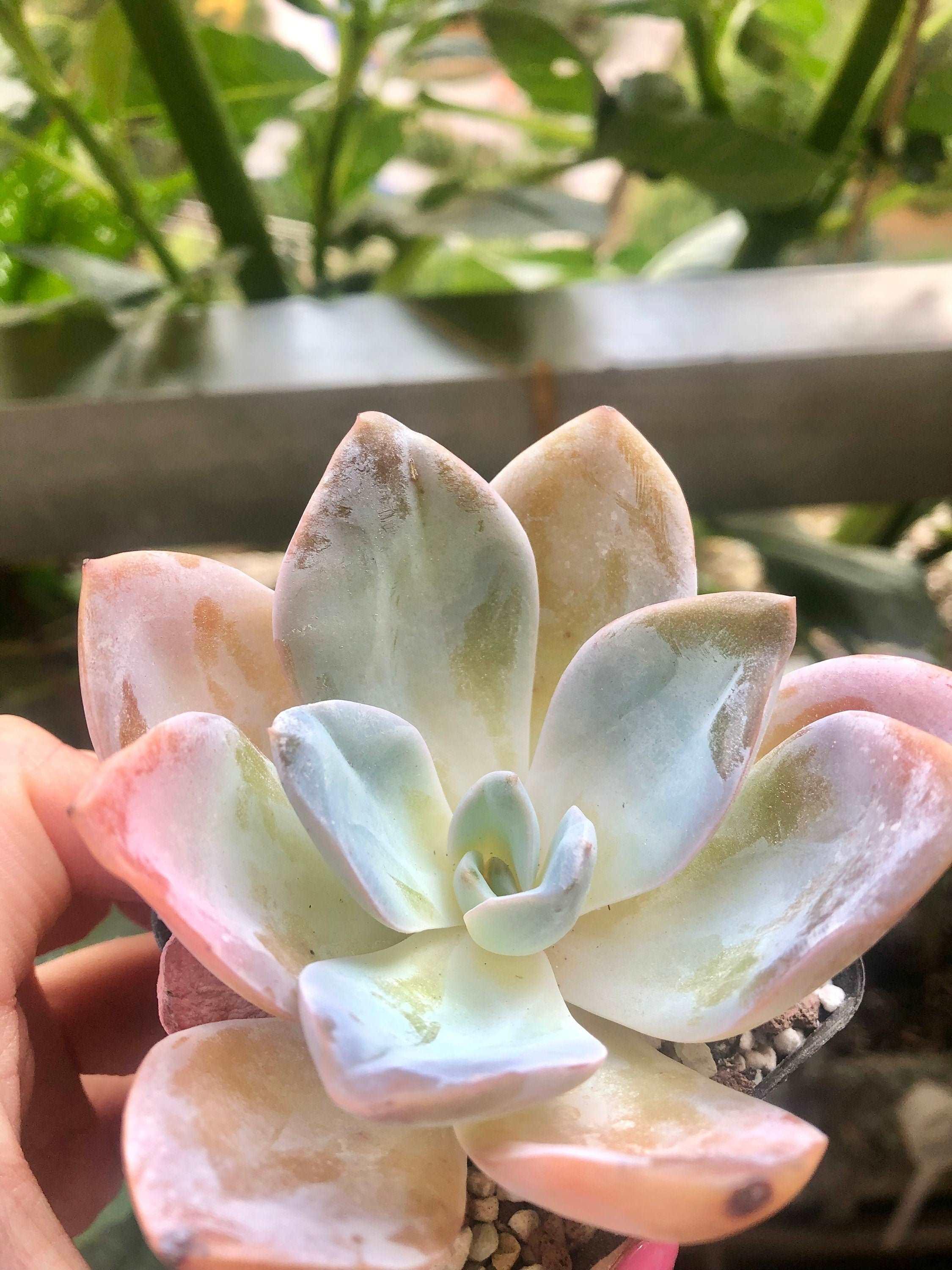 Echeveria Bambino - Image 2