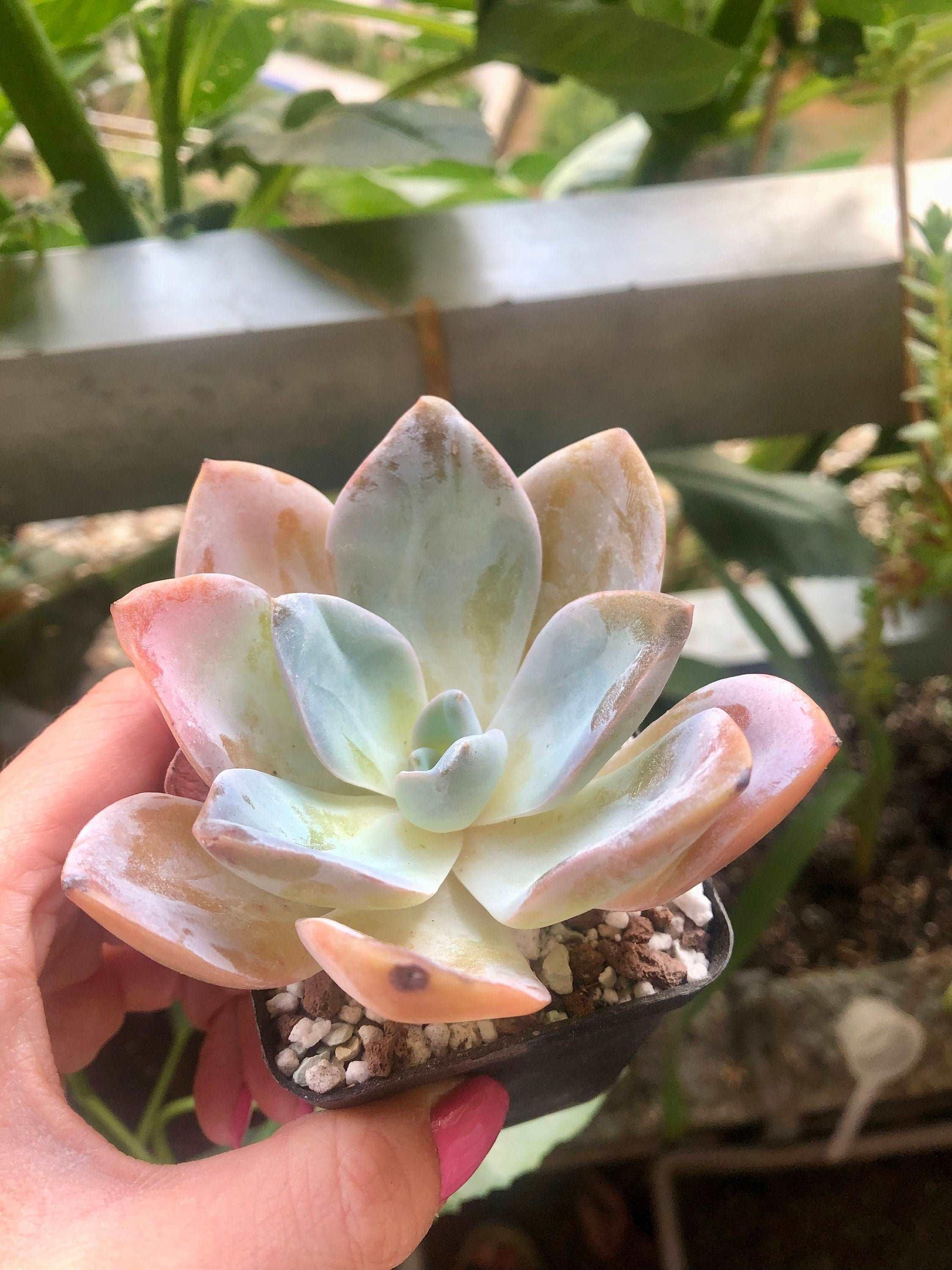Echeveria Bambino - Image 3