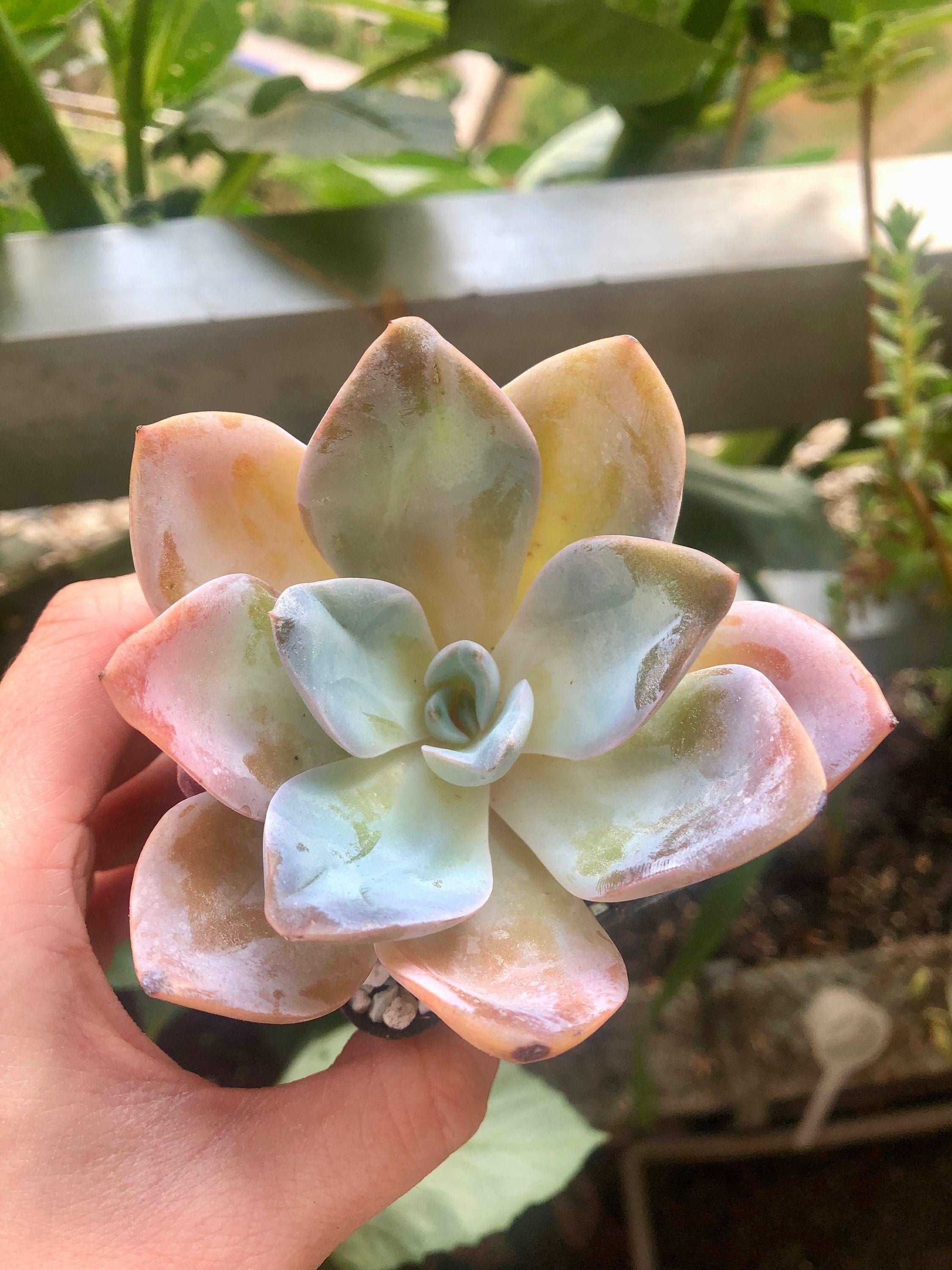 Echeveria Bambino - Image 4