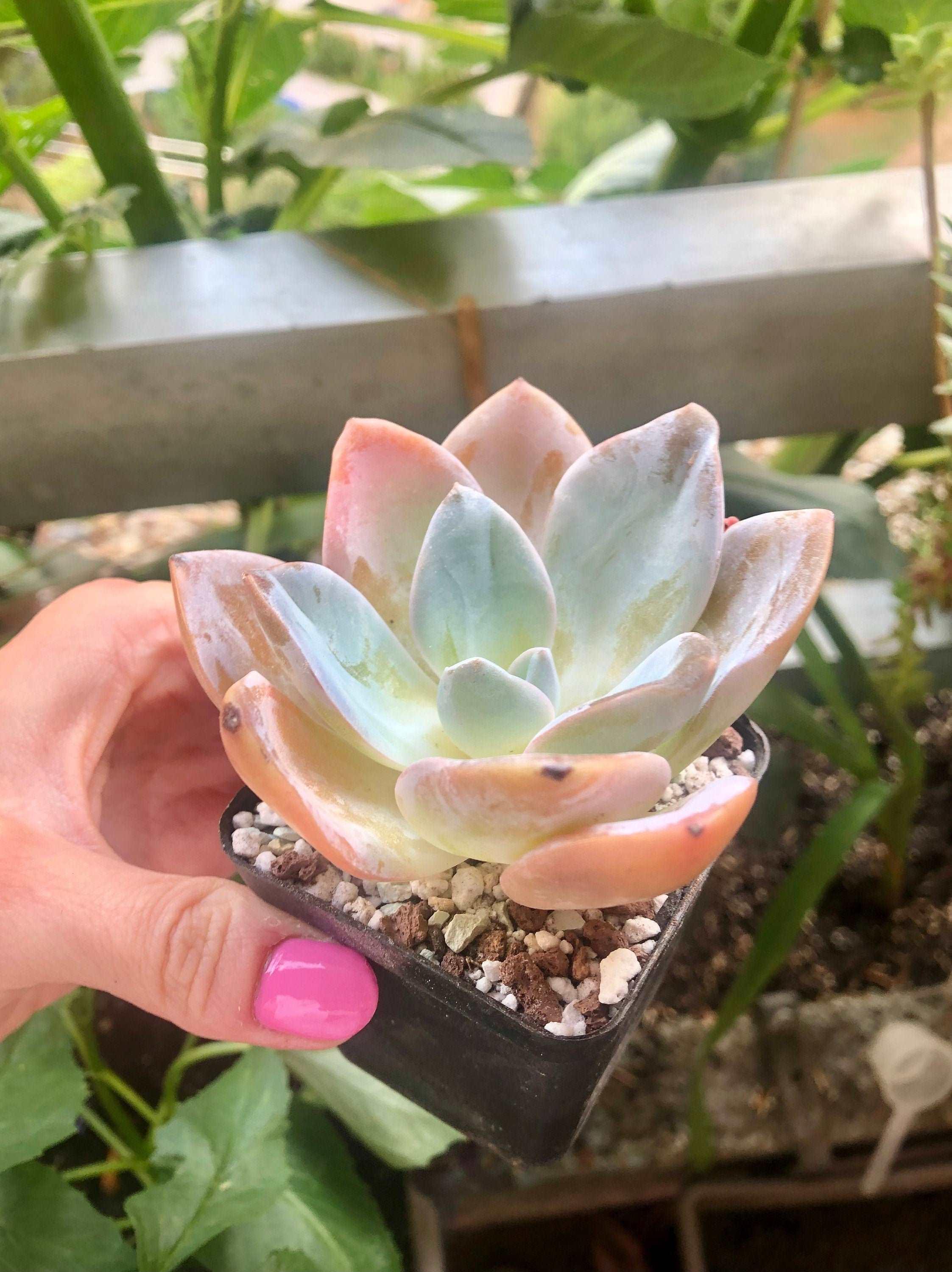 Echeveria Bambino - Image 5