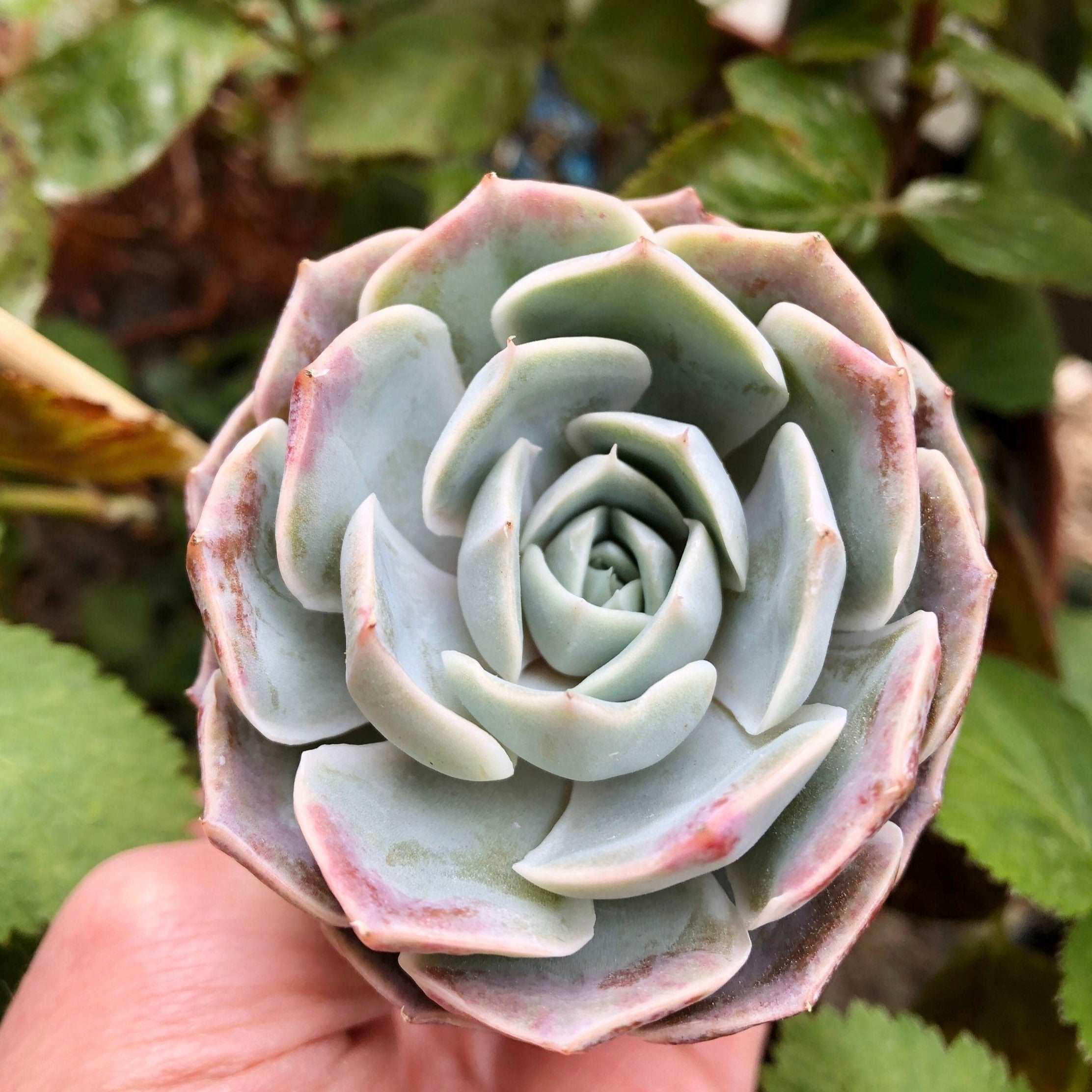 Echeveria Blue Rose