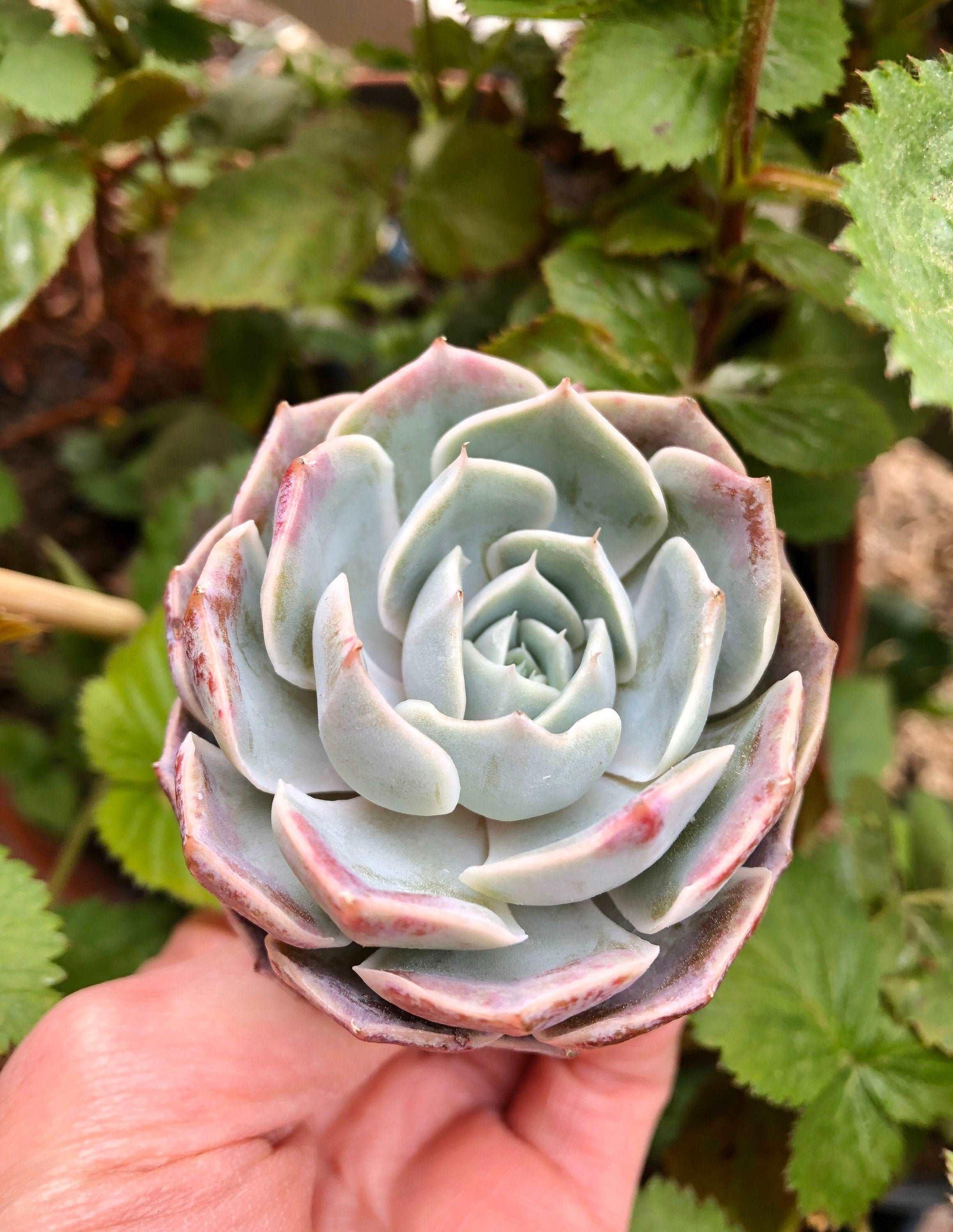 Echeveria Blue Rose - Image 2