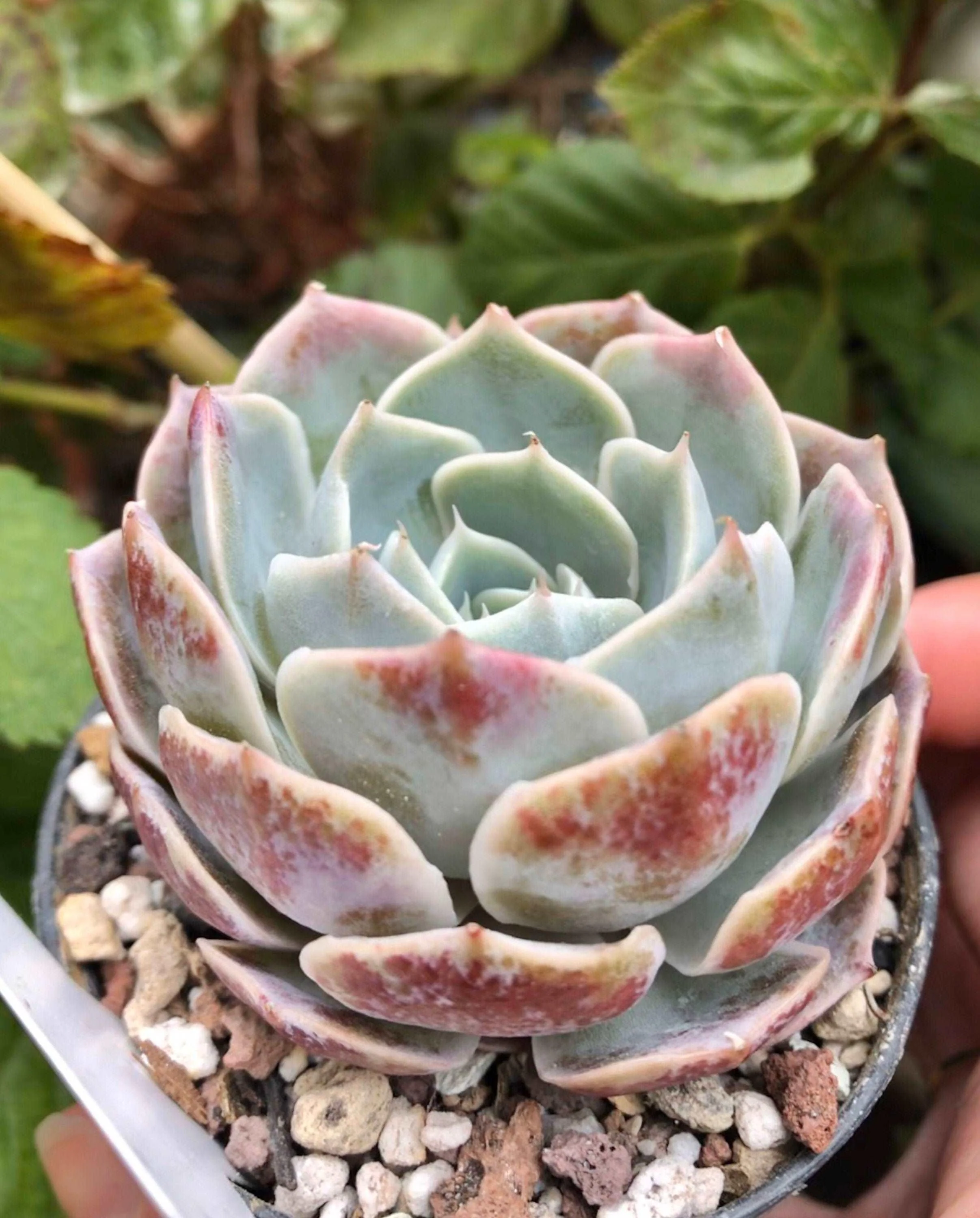 Echeveria Blue Rose - Image 3