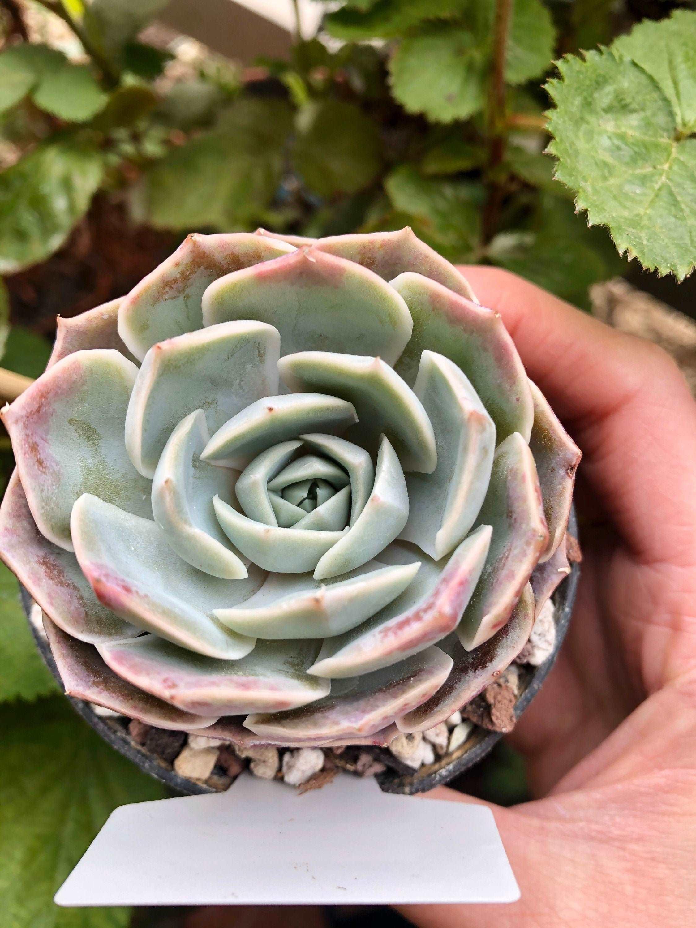 Echeveria Blue Rose - Image 4