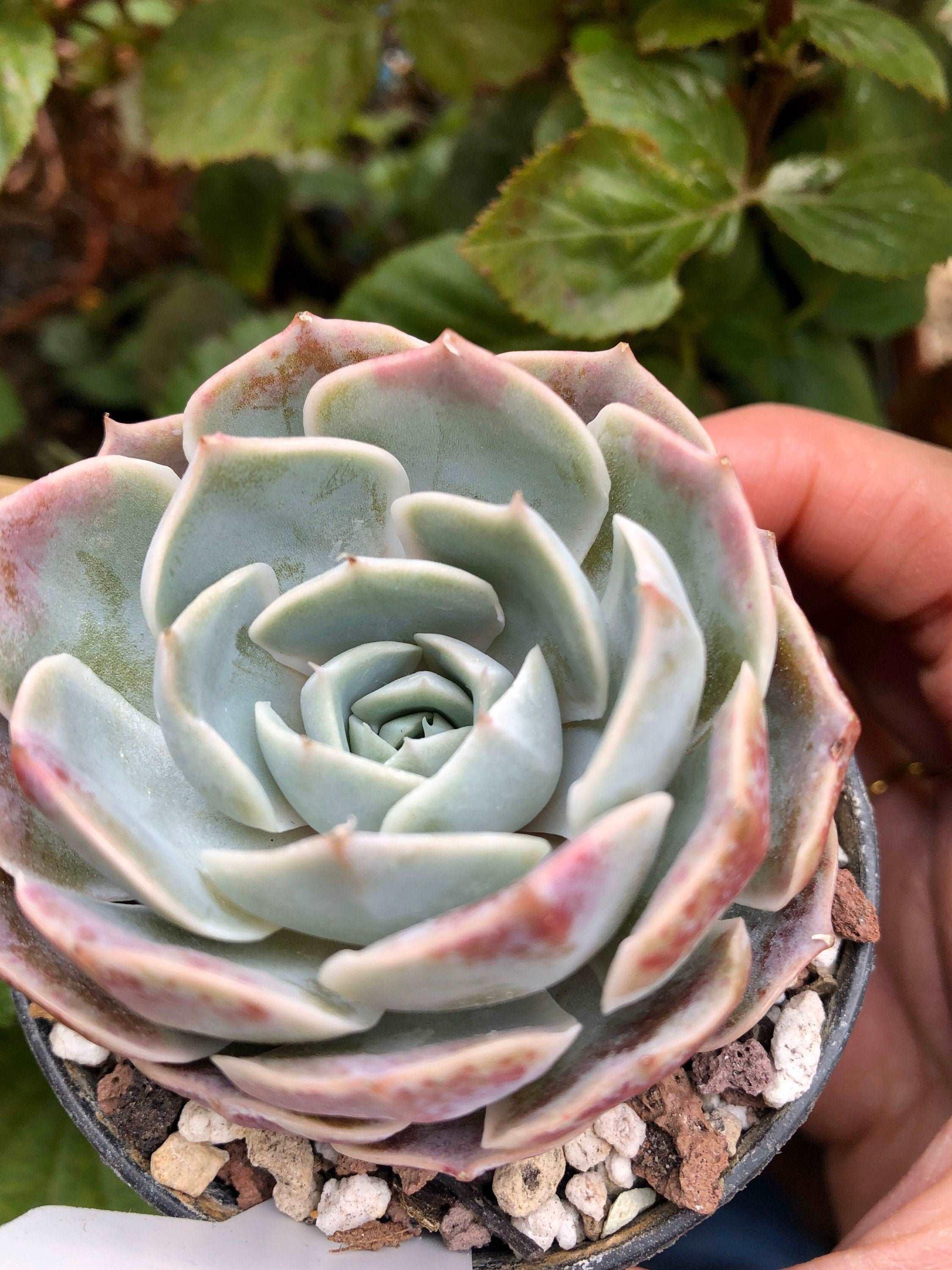 Echeveria Blue Rose - Image 5