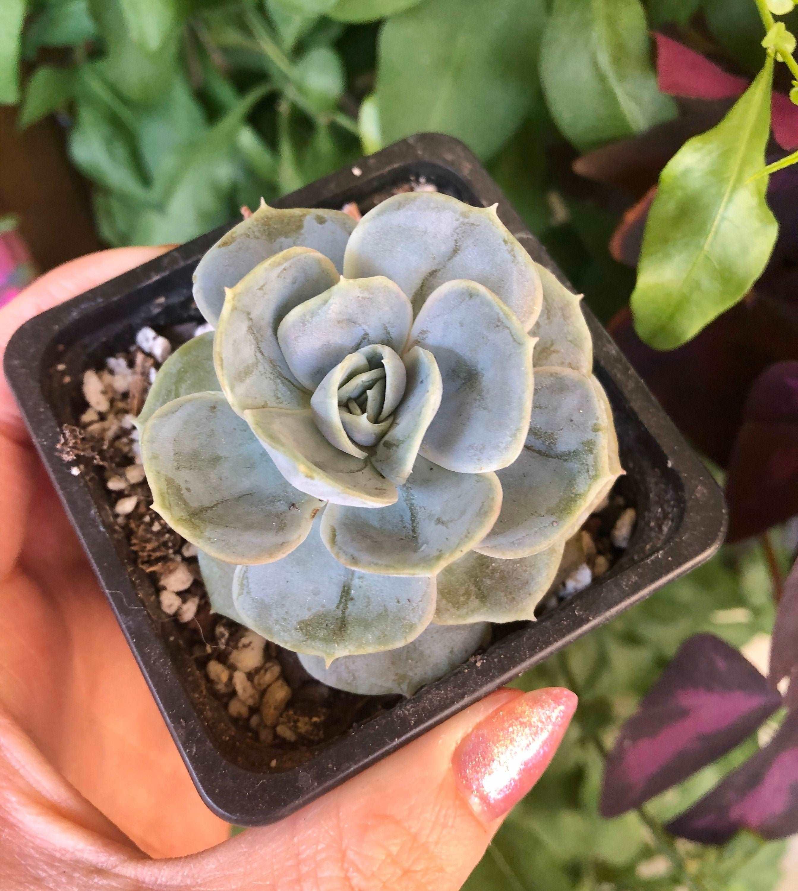 Echeveria Blue Surprise - Image 3