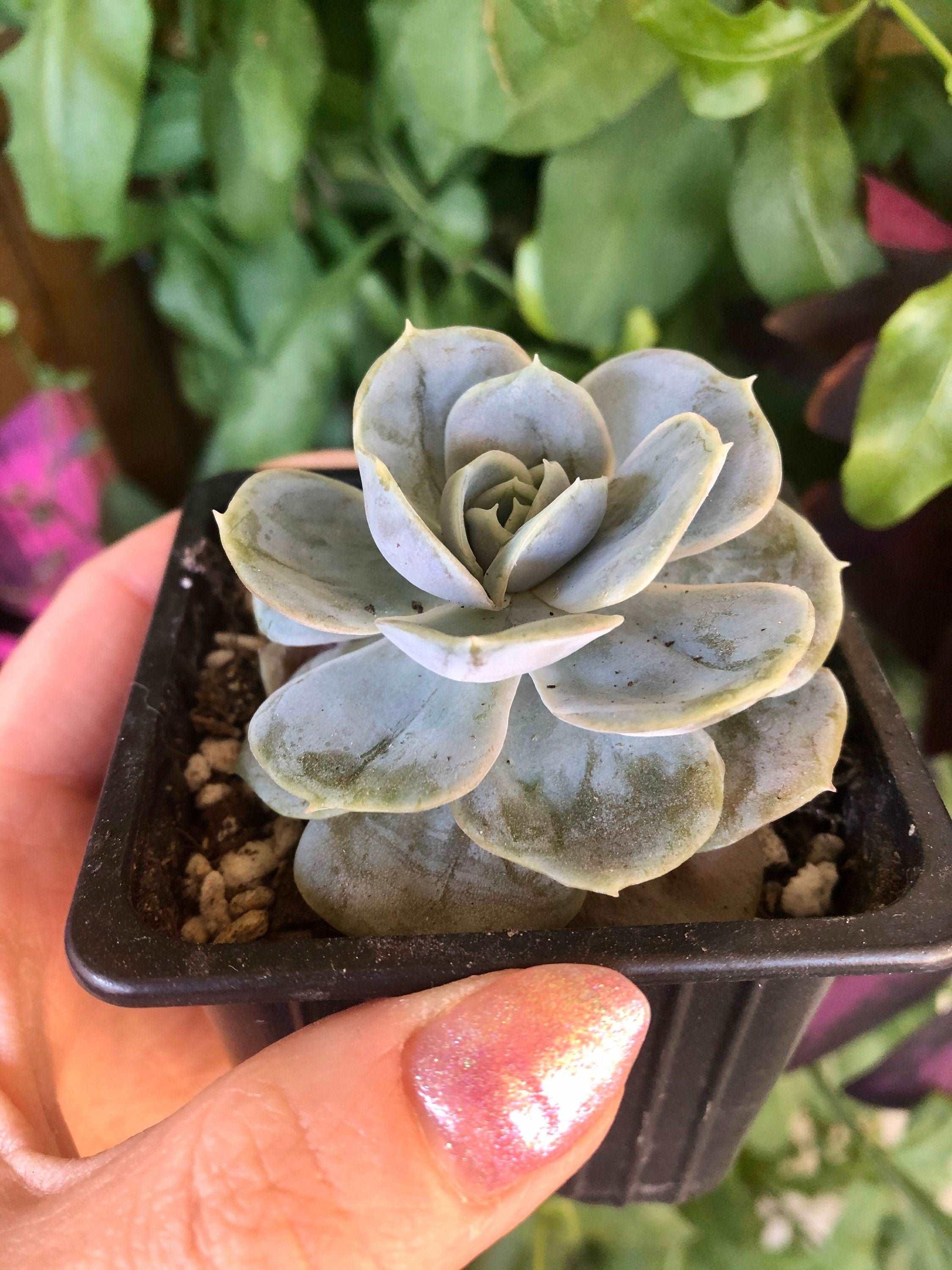 Echeveria Blue Surprise - Image 4
