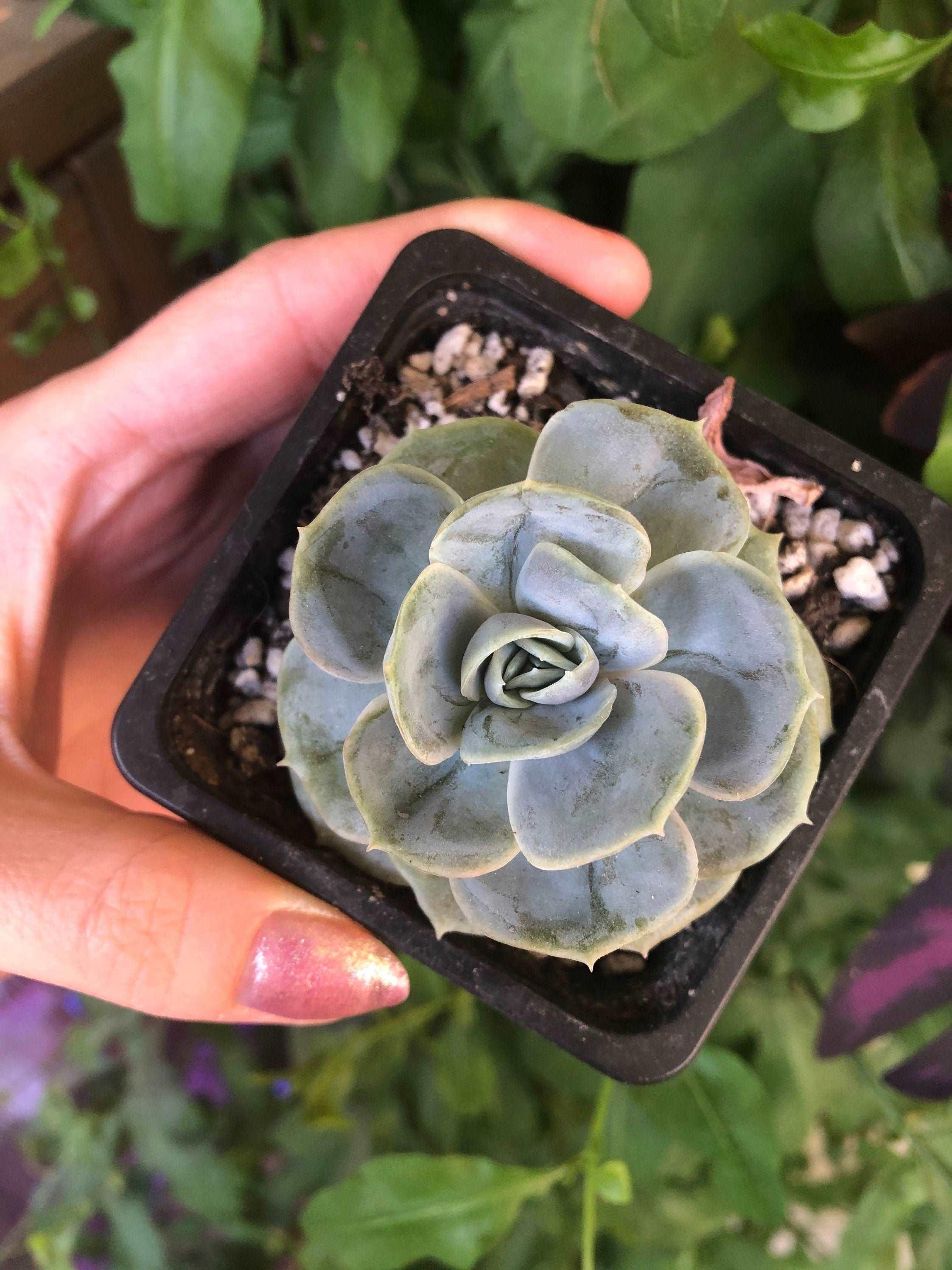Echeveria Blue Surprise - Image 5