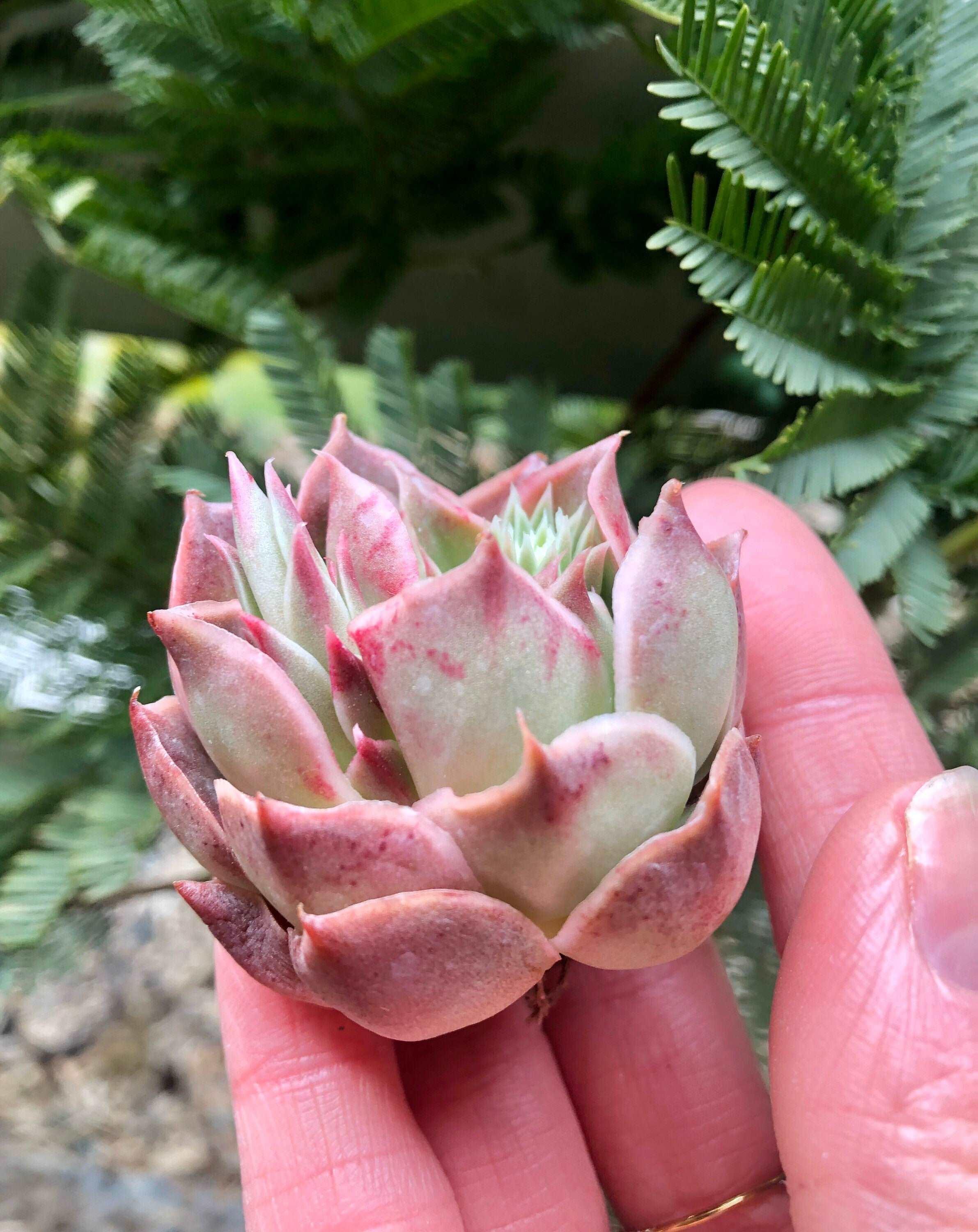 Echeveria Bordeaux - Image 3