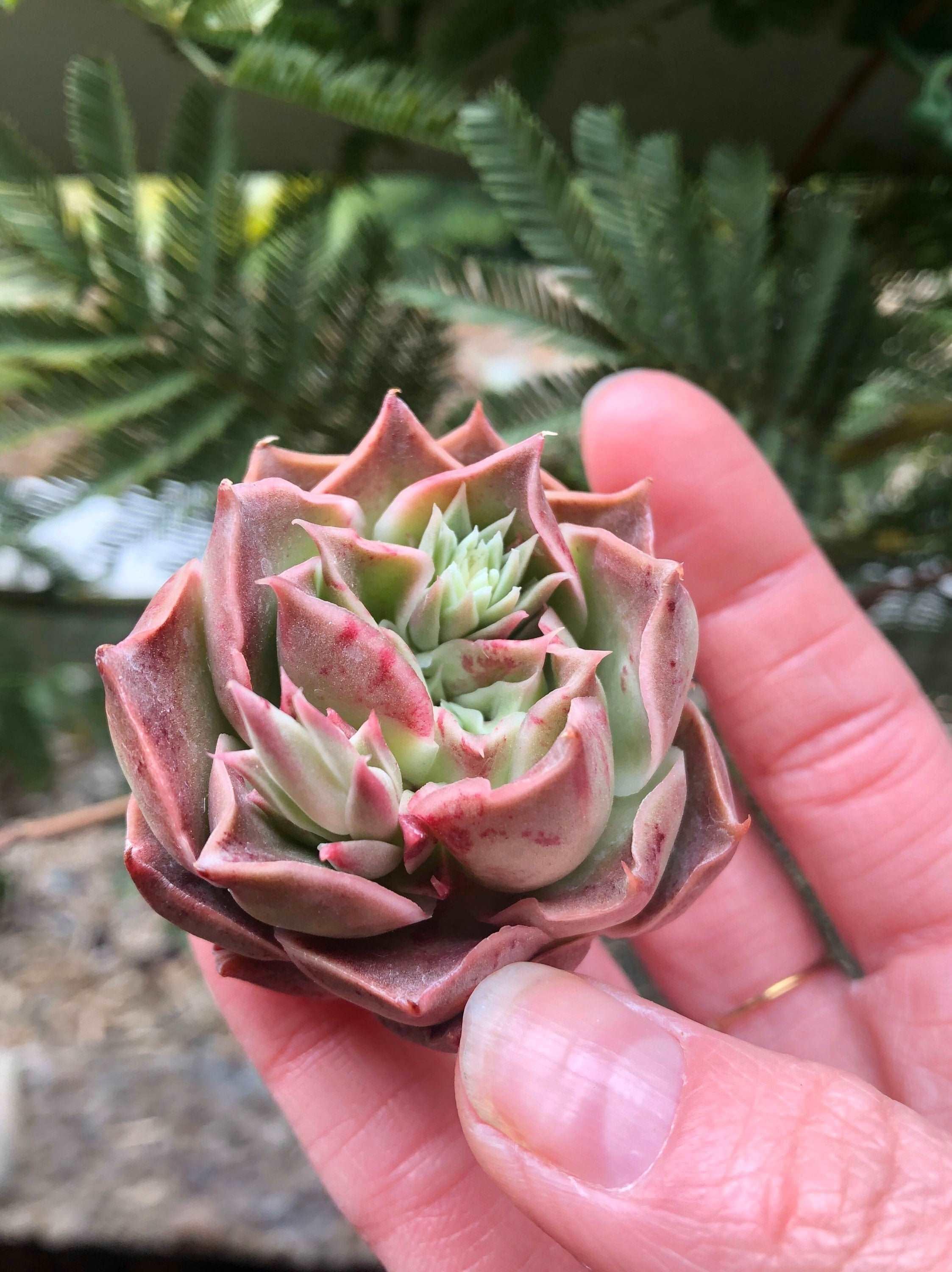 Echeveria Bordeaux - Image 4