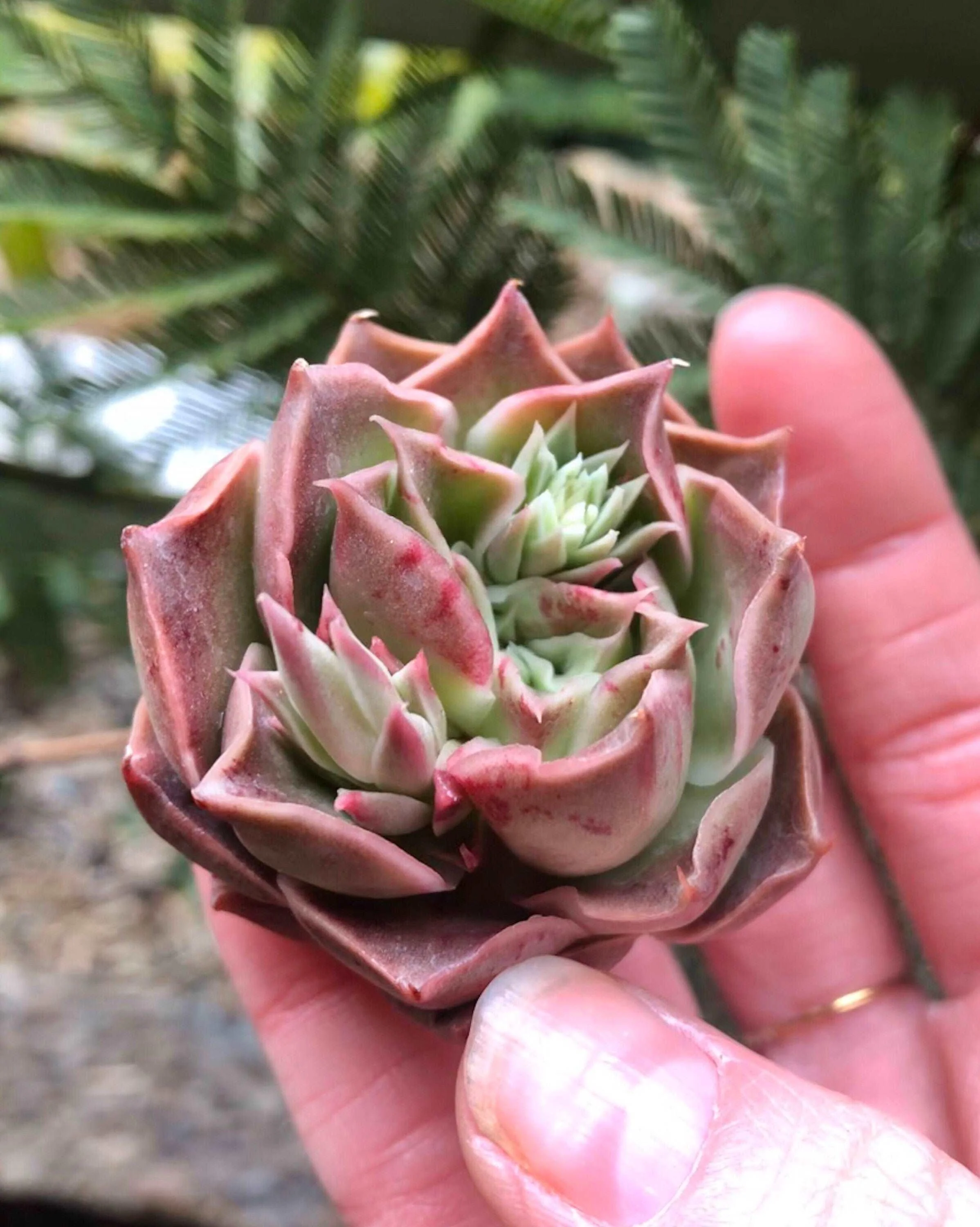 Echeveria Bordeaux - Image 5