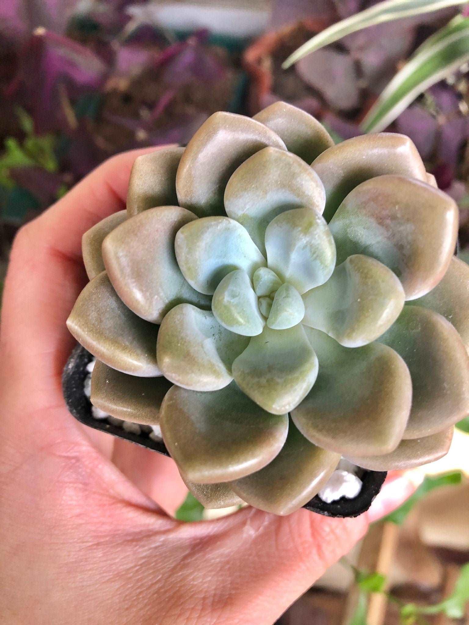Echeveria Bubble Balm - Image 2
