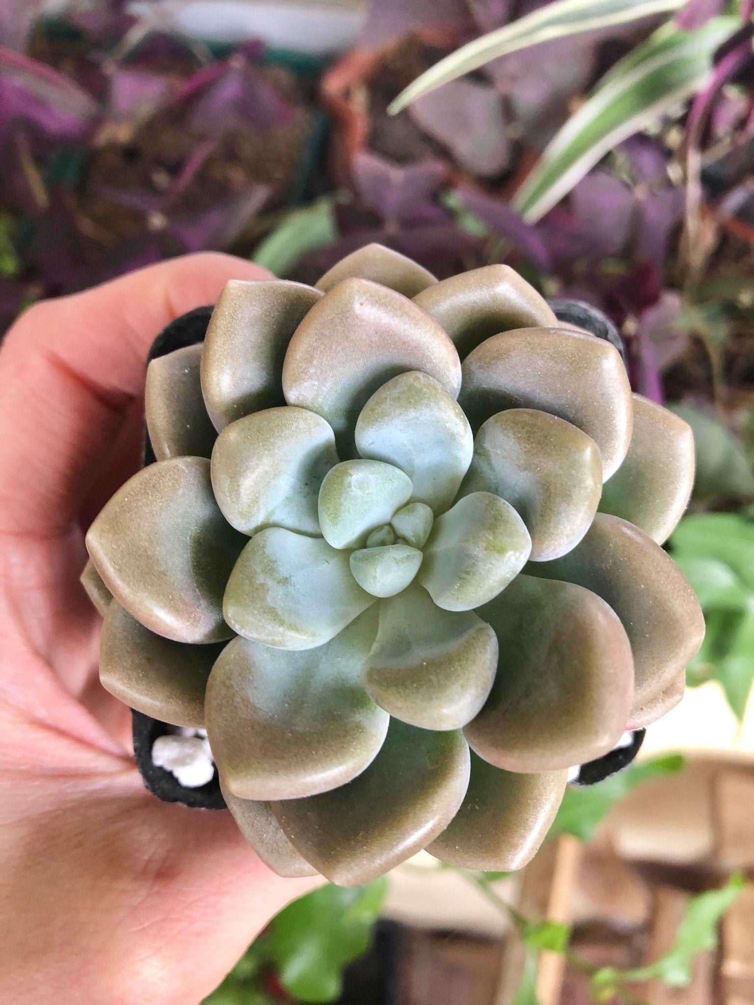 Echeveria Bubble Balm - Image 3