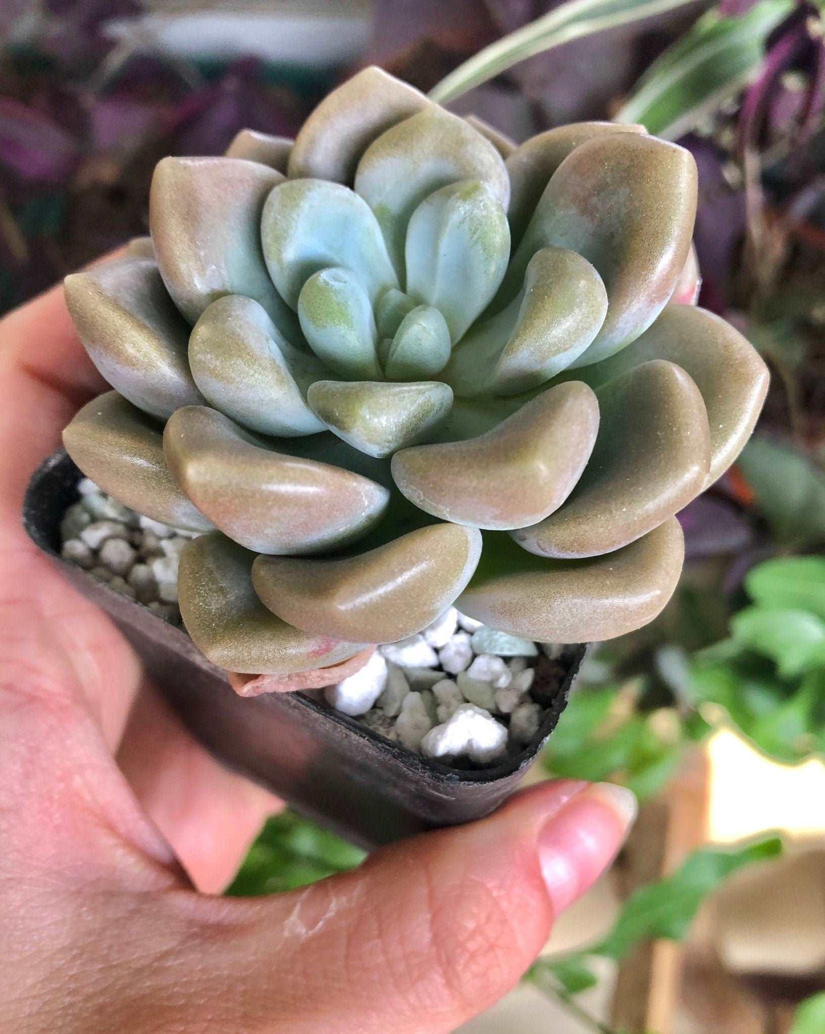 Echeveria Bubble Balm - Image 4
