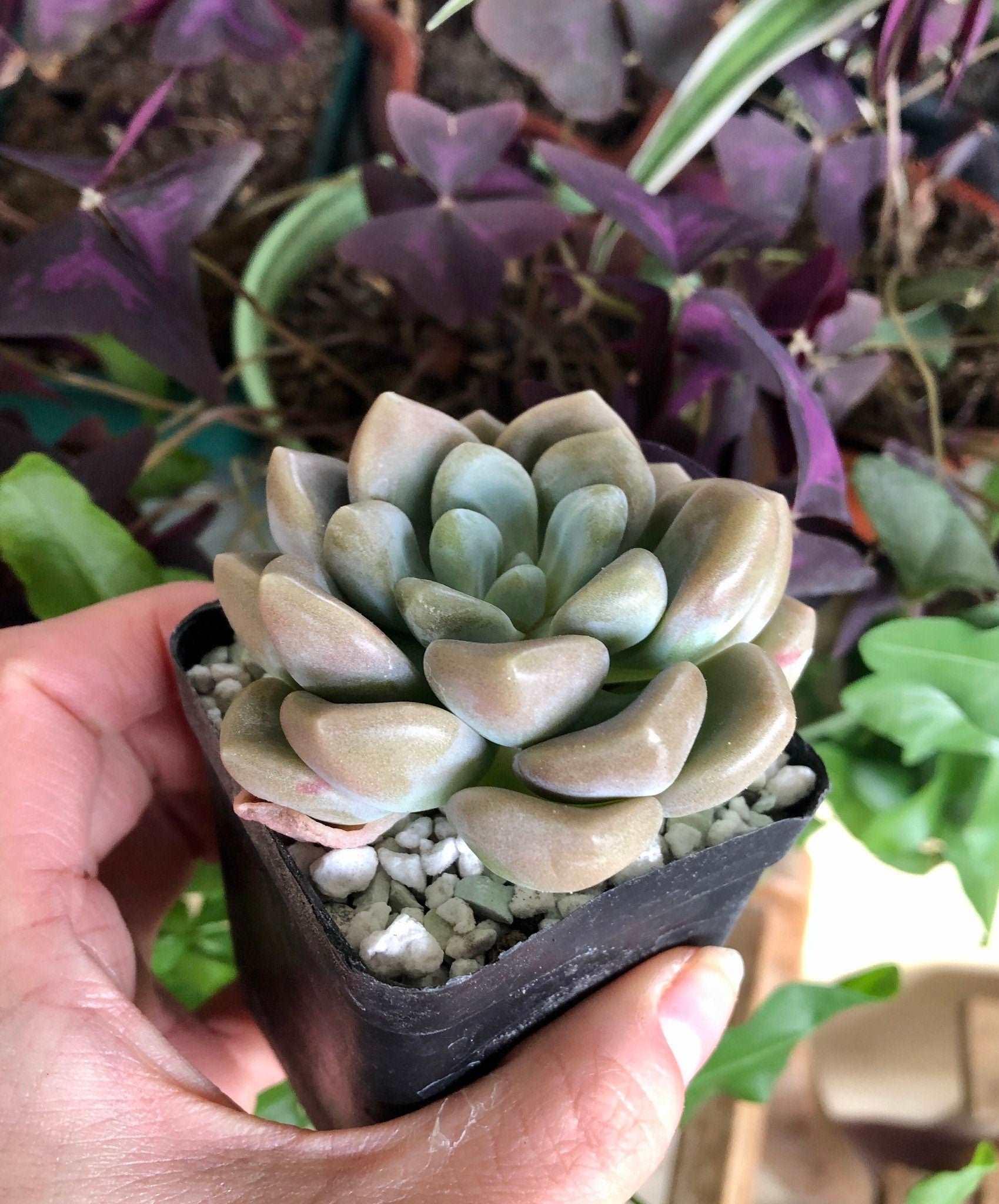 Echeveria Bubble Balm - Image 5