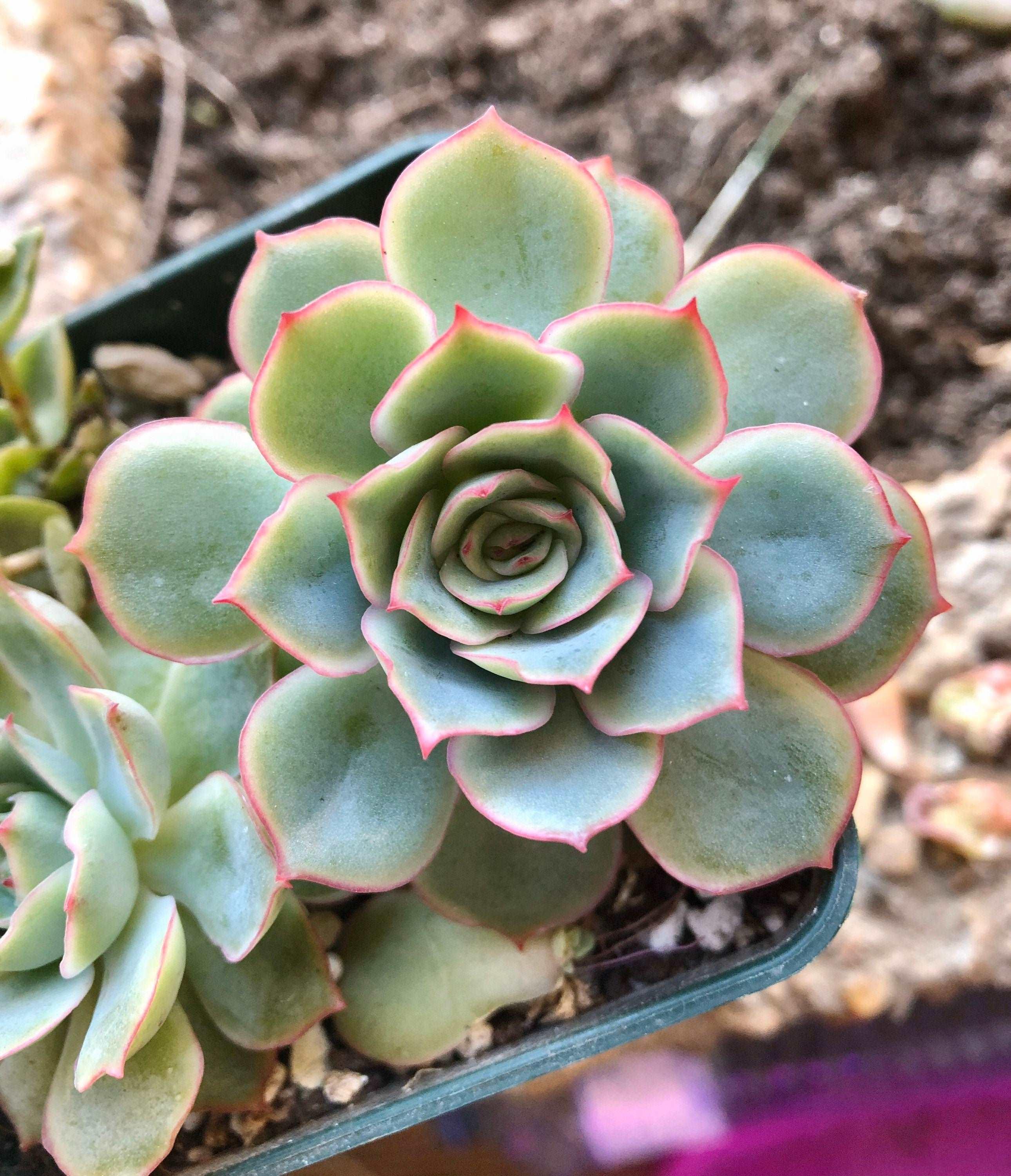 Echeveria Californica Queen - Image 3