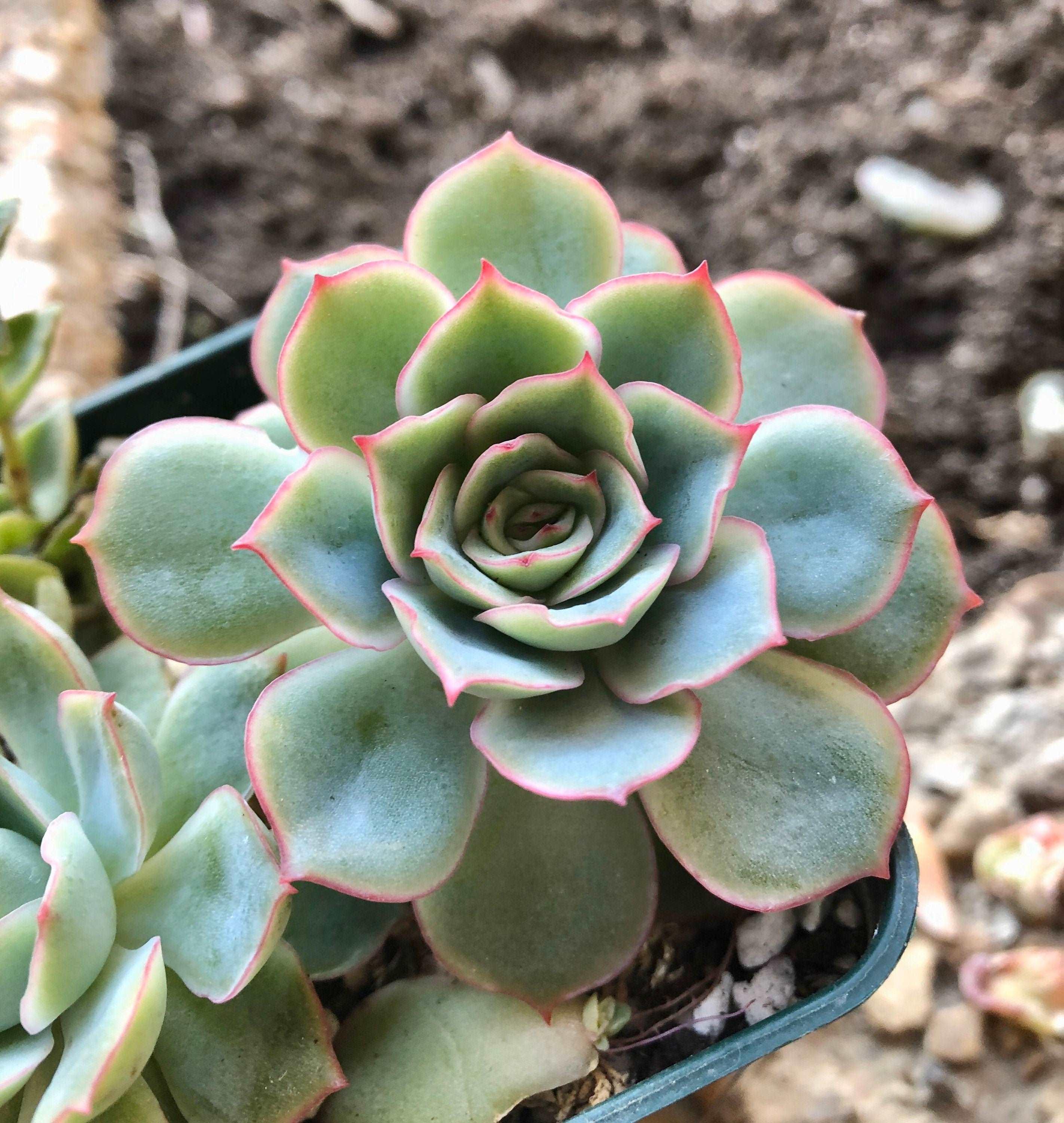 Echeveria Californica Queen - Image 4