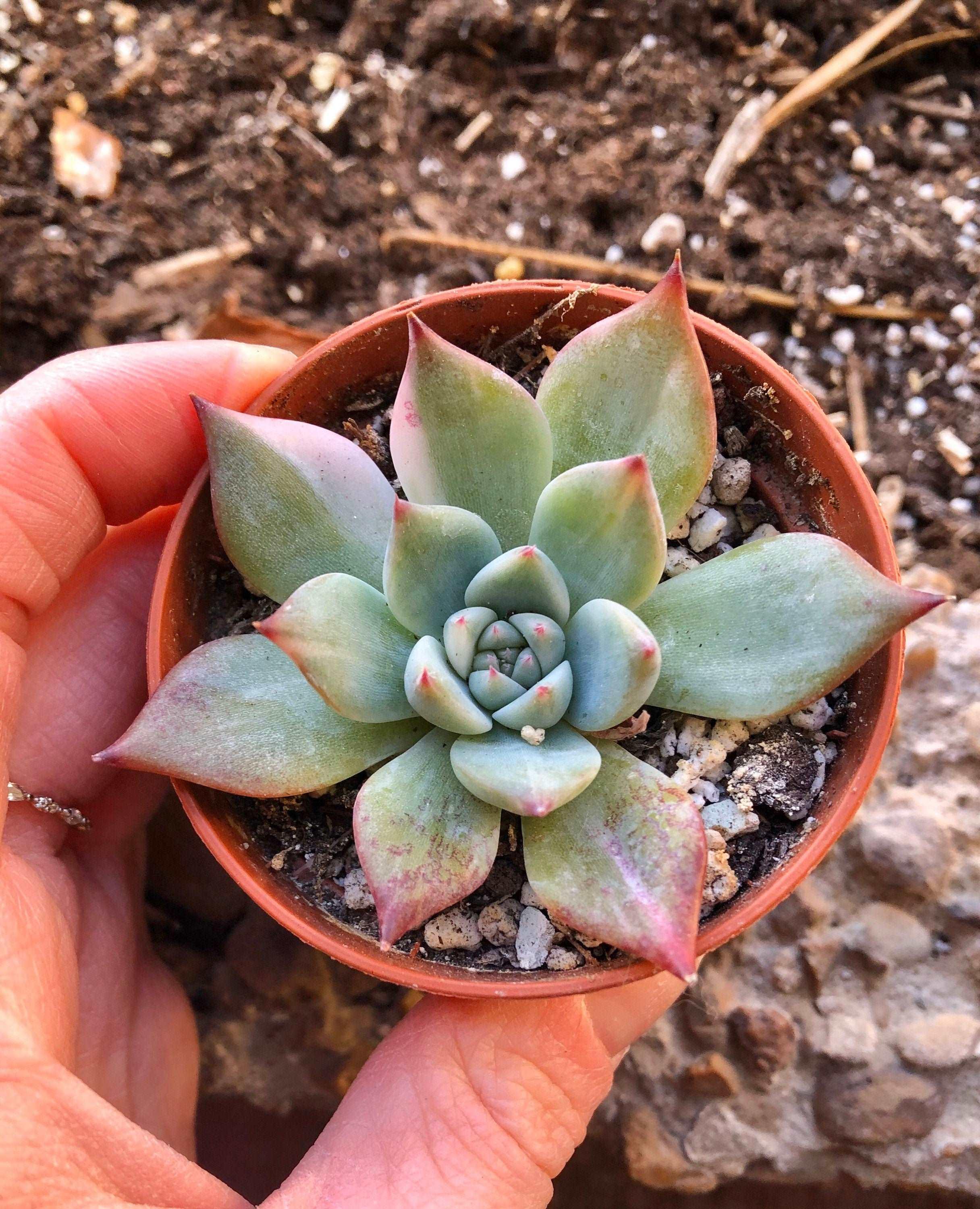 Echeveria Chihuahuaensis Variegata - Image 3