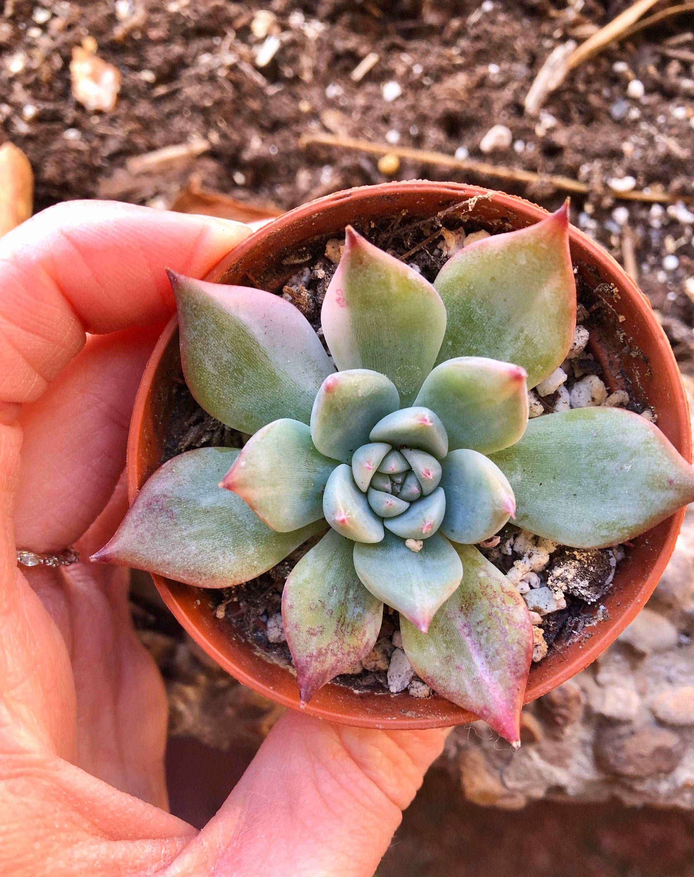 Echeveria Chihuahuaensis Variegata - Image 4