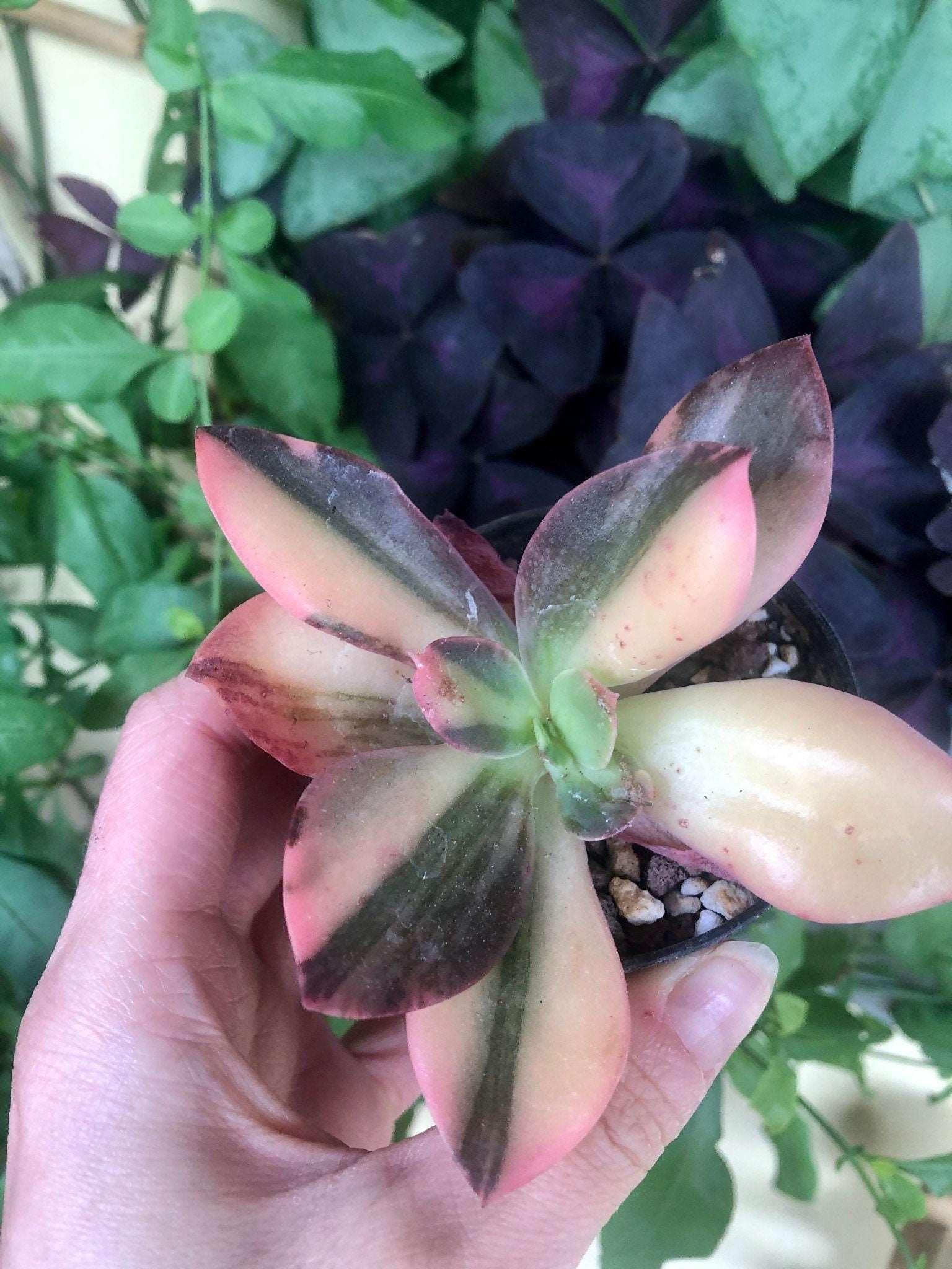 Echeveria cv. Hanaikada Variegata - Image 3