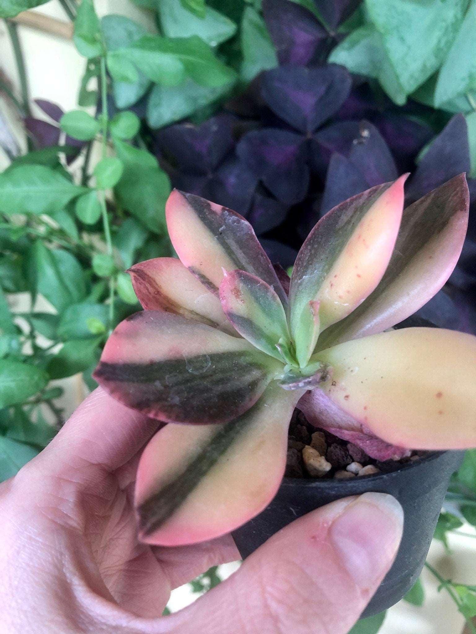 Echeveria cv. Hanaikada Variegata - Image 4