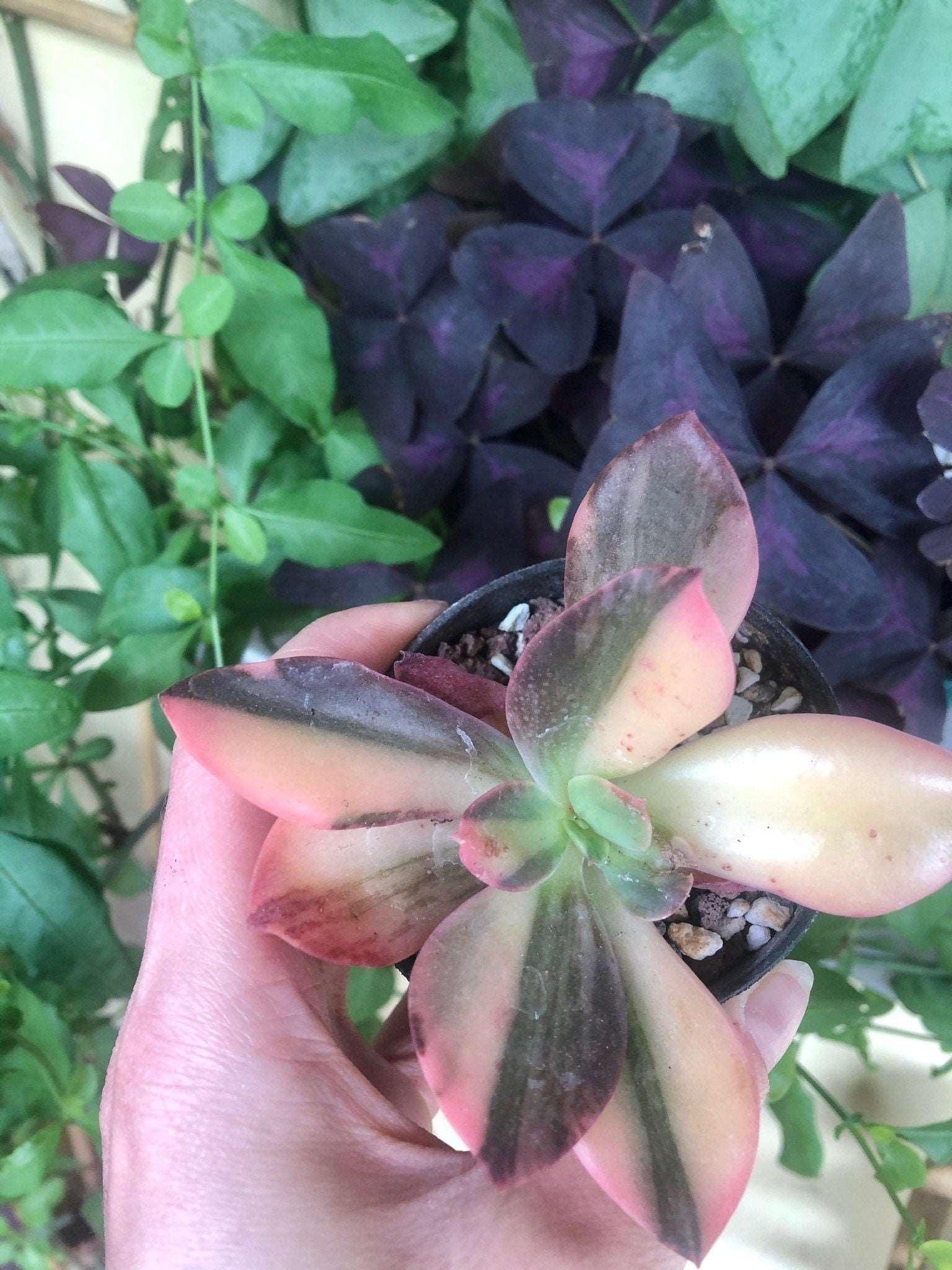Echeveria cv. Hanaikada Variegata - Image 5