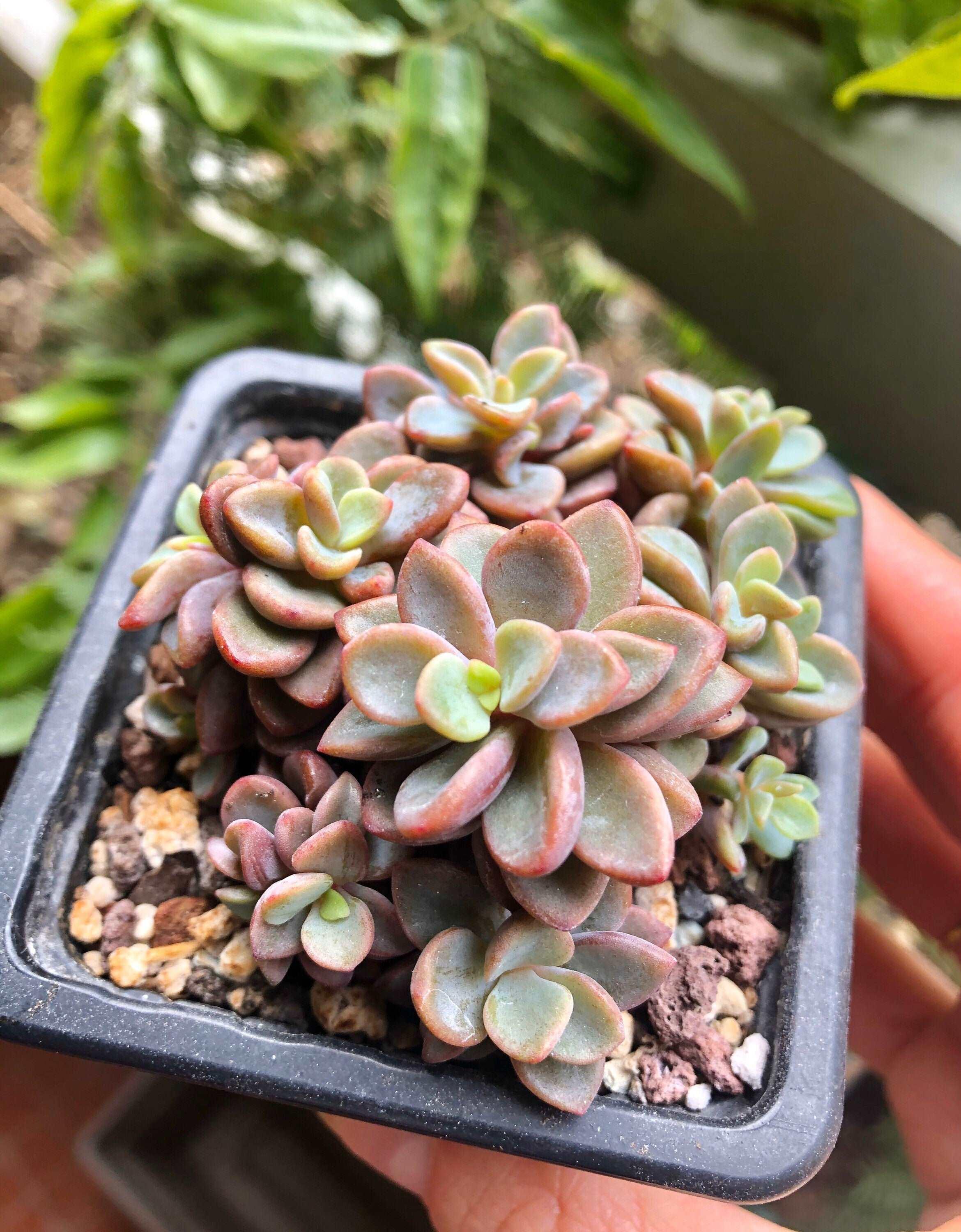 Echeveria cv Rezry - Image 3