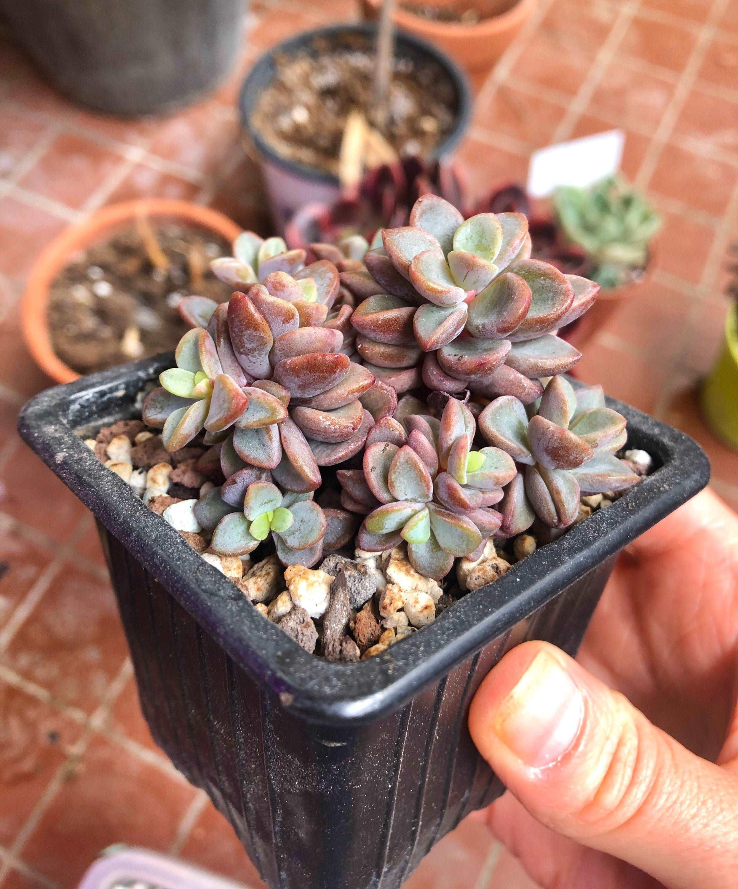 Echeveria cv Rezry - Image 4