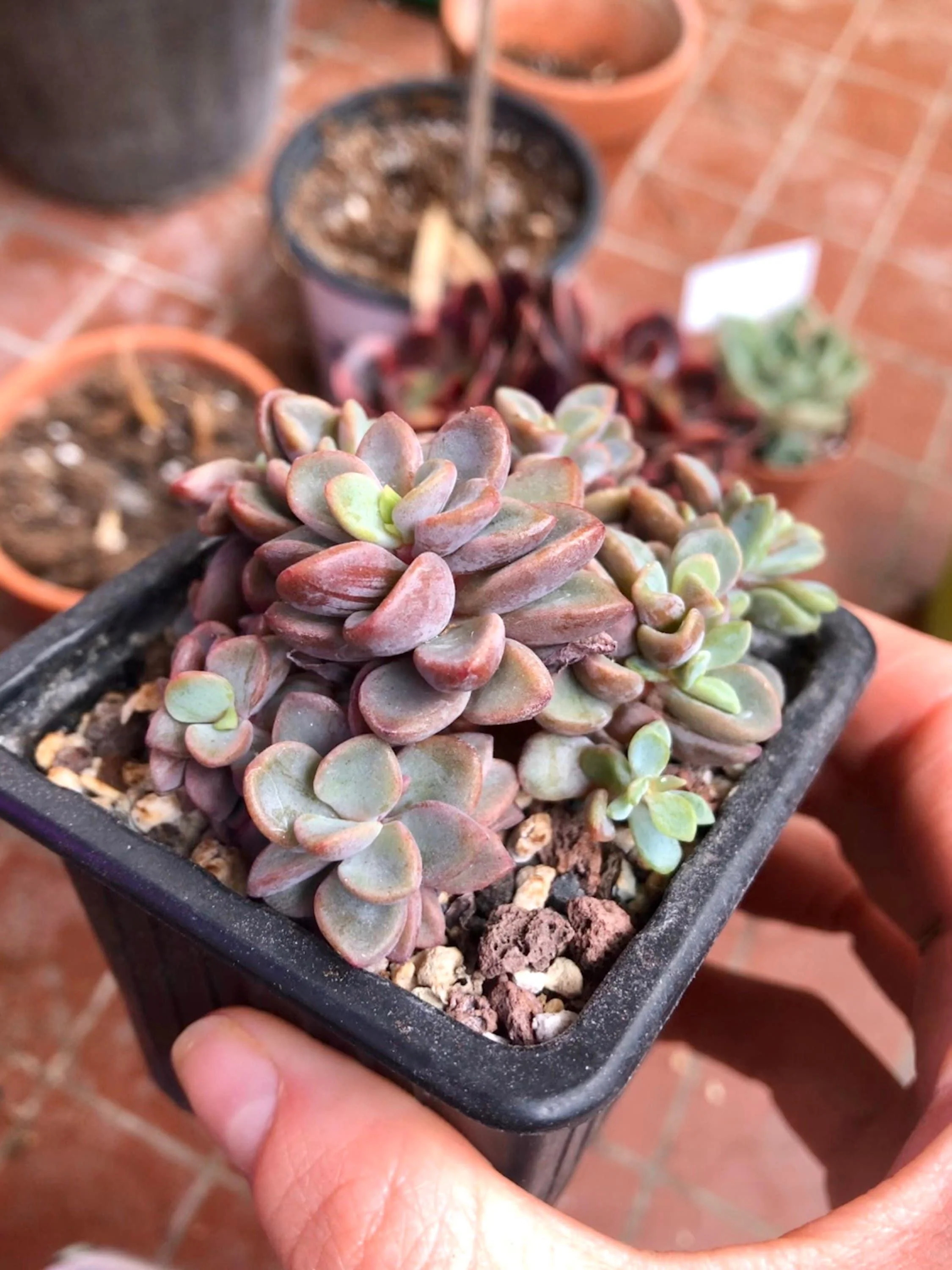 Echeveria cv Rezry - Image 5