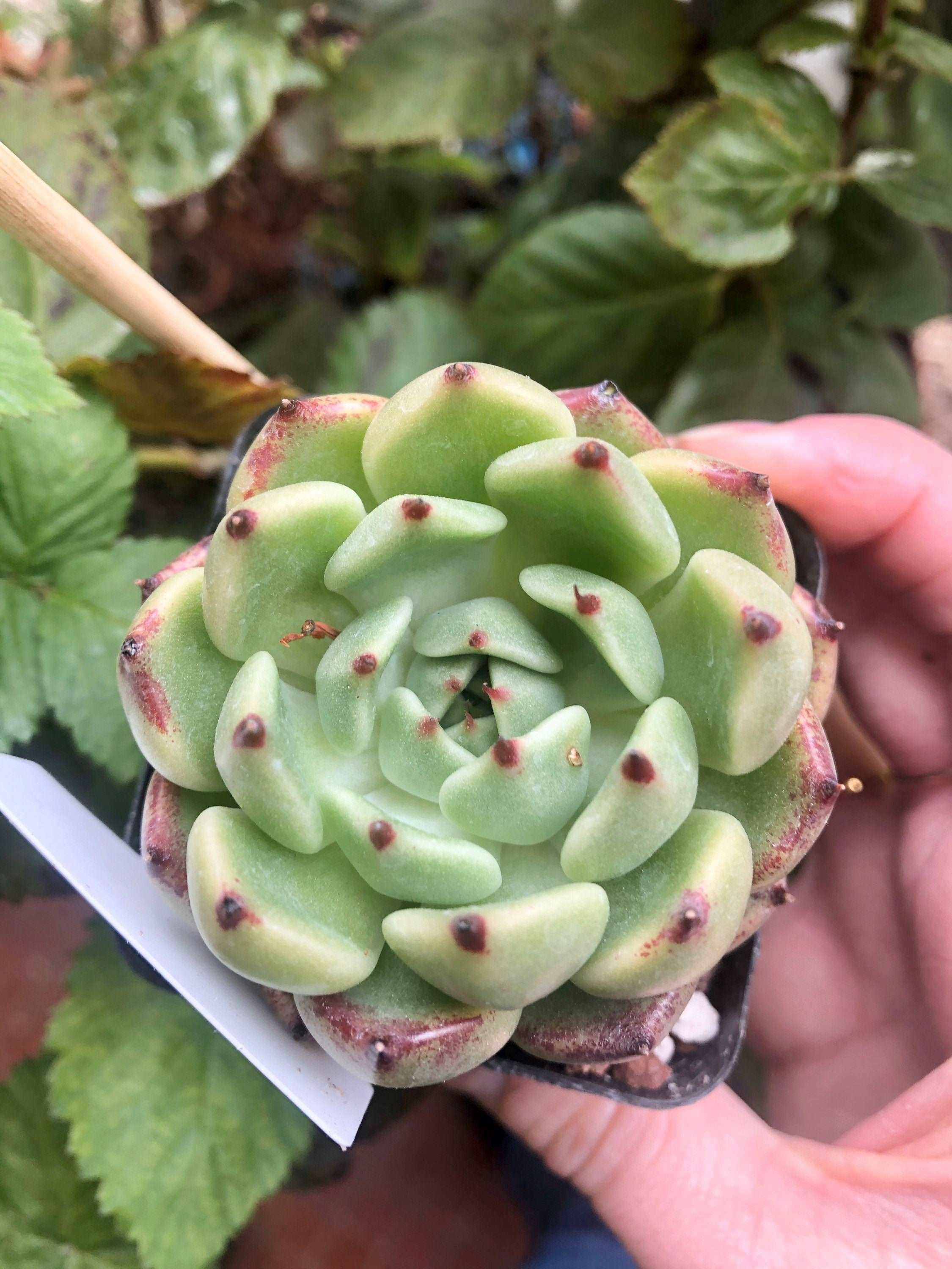 Echeveria Dark Knight - Image 3