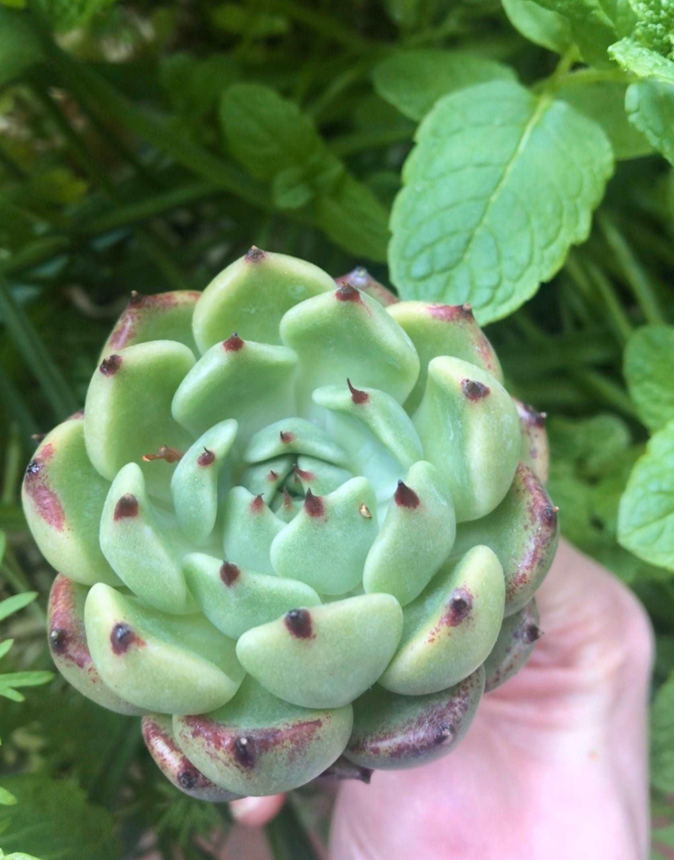 Echeveria Dark Knight - Image 4